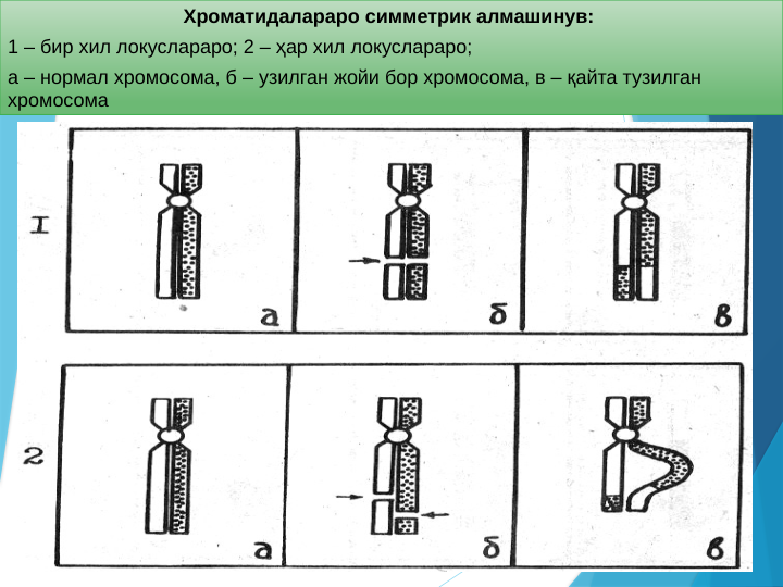 Хроматидалараро симметрик алмашинув: 
1 – бир хил локуслараро; 2 – ҳар хил локуслараро; 
а – нормал хромосома, б – узилган жойи бор хромосома, в – қайта тузилган 
хромосома
