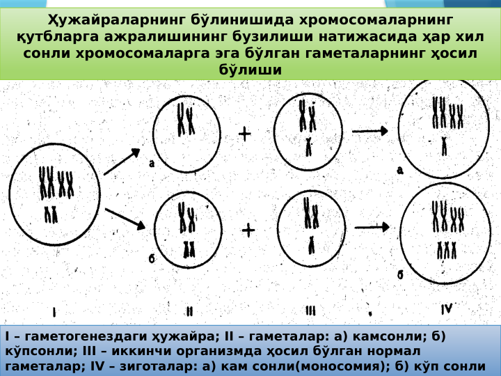 Ҳужайраларнинг бўлинишида хромосомаларнинг 
қутбларга ажралишининг бузилиши натижасида ҳар хил 
сонли хромосомаларга эга бўлган гаметаларнинг ҳосил 
бўлиши
I – гаметогенездаги ҳужайра; II – гаметалар: а) камсонли; б) 
кўпсонли; III – иккинчи организмда ҳосил бўлган нормал 
гаметалар; IV – зиготалар: а) кам сонли(моносомия); б) кўп сонли 
