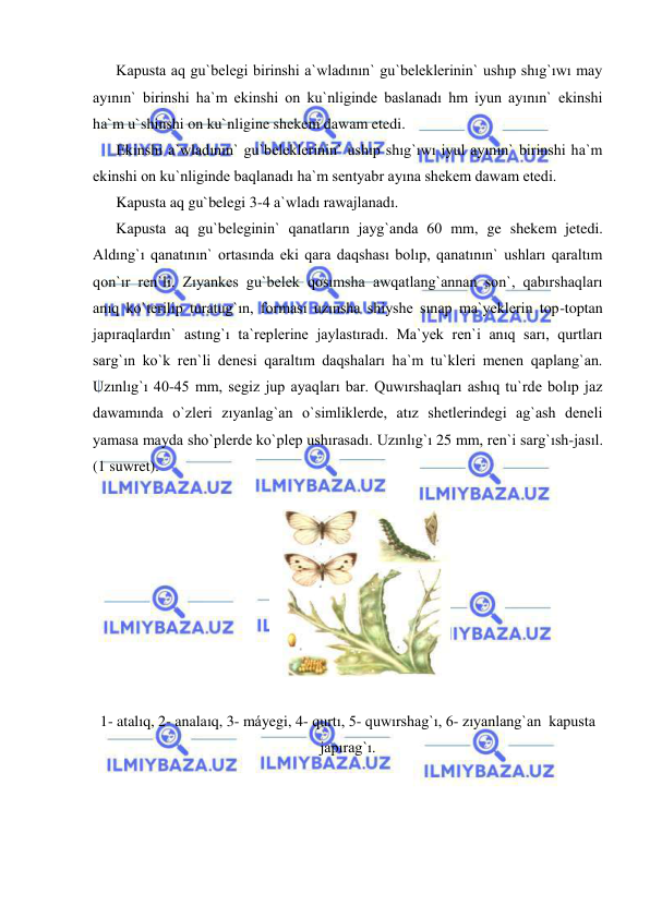  
 
Kapusta aq gu`belegi birinshi a`wladının` gu`beleklerinin` ushıp shıg`ıwı may 
ayının` birinshi ha`m ekinshi on ku`nliginde baslanadı hm iyun ayının` ekinshi 
ha`m u`shinshi on ku`nligine shekem dawam etedi. 
Ekinshi a`wladının` gu`beleklerinin` ushıp shıg`ıwı iyul ayının` birinshi ha`m 
ekinshi on ku`nliginde baqlanadı ha`m sentyabr ayına shekem dawam etedi. 
Kapusta aq gu`belegi 3-4 a`wladı rawajlanadı. 
Kapusta aq gu`beleginin` qanatların jayg`anda 60 mm, ge shekem jetedi. 
Aldıng`ı qanatının` ortasında eki qara daqshası bolıp, qanatının` ushları qaraltım 
qon`ır ren`li. Zıyankes gu`belek qosımsha awqatlang`annan son`, qabırshaqları 
anıq ko`terilip turatug`ın, forması uzınsha shiyshe sınap ma`yeklerin top-toptan 
japıraqlardın` astıng`ı ta`replerine jaylastıradı. Ma`yek ren`i anıq sarı, qurtları 
sarg`ın ko`k ren`li denesi qaraltım daqshaları ha`m tu`kleri menen qaplang`an. 
Uzınlıg`ı 40-45 mm, segiz jup ayaqları bar. Quwırshaqları ashıq tu`rde bolıp jaz 
dawamında o`zleri zıyanlag`an o`simliklerde, atız shetlerindegi ag`ash deneli 
yamasa mayda sho`plerde ko`plep ushırasadı. Uzınlıg`ı 25 mm, ren`i sarg`ısh-jasıl. 
(1 suwret). 
 
 
 
1- atalıq, 2- analaıq, 3- máyegi, 4- qurtı, 5- quwırshag`ı, 6- zıyanlang`an  kapusta 
japırag`ı. 
 
 
