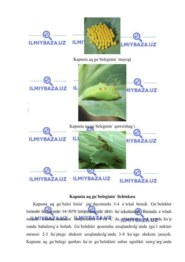  
 
 
Kapusta aq gu`beleginin` mayegi 
 
Kapusta aq gu`beleginin` quwırshag`ı 
 
 
 
 
Kapusta aq gu`beleginin` lichinkası 
Kapusta aq gu`belei bizin` jag`dayımızda 3-4 a`wlad beredi. Gu`belekler 
birinshi da`wirinde 14-30oS temperaturada aktiv ha`reketlenedi. Birinshi a`wladı 
mayda  ortasha sutkanın` temperatura 14-18 oC da, ekinshisin iyul ayında ko`p 
sanda bahalawg`a boladı. Gu`belekler qosımsha azıqlandırılg`anda (gu`l nektarı 
menen) 2-3 ha`ptege shekem azıqlandırılg`anda 3-8 ku`nge shekem jasaydı. 
Kapusta aq gu`belegi qurtları ha`m gu`belekleri ushın egislikti suwg`arg`anda 
