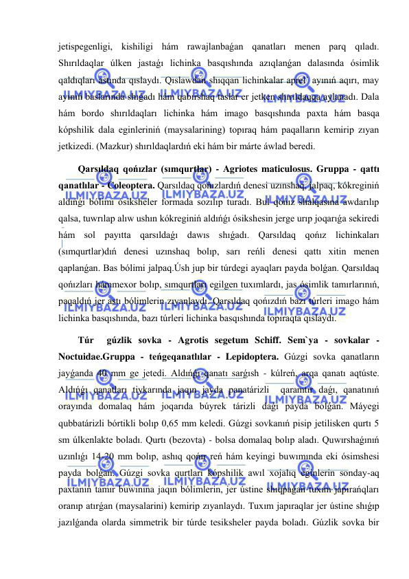  
 
jetispegenligi, kishiligi hám rawajlanbaǵan qanatları menen parq qıladı. 
Shırıldaqlar úlken jastaǵı lichinka basqıshında azıqlanǵan dalasında ósimlik 
qaldıqları astında qıslaydı. Qıslawdan shıqqan lichinkalar aprel` ayınıń aqırı, may 
ayınıń baslarında shıǵadı hám qabırshaq taslar er jetken shırıldaqqa aylanadı. Dala 
hám bordo shırıldaqları lichinka hám imago basqıshında paxta hám basqa 
kópshilik dala eginleriniń (maysalarining) topıraq hám paqalların kemirip zıyan 
jetkizedi. (Mazkur) shırıldaqlardıń eki hám bir márte áwlad beredi. 
Qarsıldaq qońızlar (sımqurtlar) - Agriotes maticulosus. Gruppa - qattı 
qanatlılar - Coleoptera. Qarsıldaq qońızlardıń denesi uzınshaq, jalpaq, kókreginiń 
aldıńǵı bólimi ósiksheler formada sozılıp turadı. Bul qońız shalqasına awdarılıp 
qalsa, tuwrılap alıw ushın kókreginiń aldıńǵı ósikshesin jerge urıp joqarıǵa sekiredi 
hám sol payıtta qarsıldaǵı dawıs shıǵadı. Qarsıldaq qońız lichinkaları 
(sımqurtlar)dıń denesi uzınshaq bolıp, sarı reńli denesi qattı xitin menen 
qaplanǵan. Bas bólimi jalpaq.Úsh jup bir túrdegi ayaqları payda bolǵan. Qarsıldaq 
qońızları hámmexor bolıp, sımqurtları egilgen tuxımlardı, jas ósimlik tamırlarınıń, 
paqaldıń jer astı bólimlerin zıyanlaydı. Qarsıldaq qońızdıń bazı túrleri imago hám 
lichinka basqıshında, bazı túrleri lichinka basqıshında topıraqta qıslaydı. 
Túr  gúzlik sovka - Agrotis segetum Schiff. Sem`ya - sovkalar - 
Noctuidae.Gruppa - teńgeqanatlılar - Lepidoptera. Gúzgi sovka qanatların 
jayǵanda 40 mm ge jetedi. Aldıńǵı qanatı sarǵısh - kúlreń, arqa qanatı aqtúste. 
Aldıńǵı qanatları tiykarında jaqın jayda panatárizli  qaramtır daǵı, qanatınıń 
orayında domalaq hám joqarıda búyrek tárizli daǵı payda bolǵan. Máyegi 
qubbatárizli bórtikli bolıp 0,65 mm keledi. Gúzgi sovkanıń pisip jetilisken qurtı 5 
sm úlkenlakte boladı. Qurtı (bezovta) - bolsa domalaq bolıp aladı. Quwırshaǵınıń 
uzınlıǵı 14-20 mm bolıp, ashıq qońır reń hám keyingi buwımında eki ósimshesi 
payda bolǵan. Gúzgi sovka qurtları kópshilik awıl xojalıq eginlerin sonday-aq 
paxtanıń tamır buwınına jaqın bólimlerin, jer ústine shıqpaǵan tuxım japırańqları 
oranıp atırǵan (maysalarini) kemirip zıyanlaydı. Tuxım japıraqlar jer ústine shıǵıp 
jazılǵanda olarda simmetrik bir túrde tesiksheler payda boladı. Gúzlik sovka bir 
