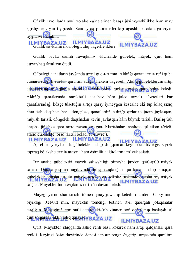  
 
Gúzlik rayonlarda awıl xojalıq eginelerinen basqa júzimgershilikke hám may 
egisligine zıyan tiygizedi. Sonday-aq pitomniklerdegi aǵashlı parodalarǵa zıyan 
tiygiziwi múmkin. 
Gúzlik sovkanıń morfologiyalıq ózgeshelikleri 
Gúzlik sovka óziniń rawajlanıw dáwirinde gúbelek, máyek, qurt hám 
quwırshaq fazaların ótedi. 
Gúbelegi qanatların jayǵanda uzınlıǵı e-t-rt mm. Aldıńǵı qanatlarınıń reńi quba 
yamasa sarǵısh-surdan qaraltım-surǵa shekem ózgeredi. Atalıq gúbeleklerdiń artqı 
qanatları aq analıqlarda aqshıl-sur reńli bolıp, qırları toyǵın qara bolıp keledi. 
Aldıńǵı qanatlarında xarakterli daqshav hám jolaq sızıqlı súwretleri bar 
qanatlarındaǵı kózge túsetuǵın sırtqa qaray iymeygen kesesine eki túp jolaq sızıq 
hám úsh daqshası bar~ dóńgelek, qanatlardıń aldıńǵı qırlarına jaqın jaylasqan, 
múyish tárizli, dóńgelek daqshadan keyin jaylasqan hám búyrek tárizli. Barlıq úsh 
daqsha jińishke qara sızıq penen oralǵan. Murtshaları analıqta qıl tiken tárizli, 
atalıq gúbelekte toraq tárizli boladı (1-súwret). 
Aprel`-may oylarında gúbelekler ushıp shıqqannan keyin ósimliklerge, siyrek 
topıraq bóleksheleriniń arasına hám ósimlik qaldıqlarına máyek saladı. 
Bir analıq gúbelektiń máyek salıwshılıǵı birneshe júzden qt00-qi00 máyek 
saladı. Qaraqalpaqstan jaǵdayında tolıq azıqlanǵan qurtlardan ushıp shıqqan 
gúbelekler ortasha tut-u0r máyek, azıqlanıwı úziliske túskende ortasha roy máyek 
salǵan. Máyeklerdiń rawajlanıwı r-t kún dawam etedi. 
Máyegi yarım shar tárizli, tómen qaray juwanıp ketedi, diamteri 0,t-0,y mm, 
biyikligi 0,et-0,tt mm, máyektiń tómengi betinen rt-ri qabırǵalı jolaqshalar 
tarqlǵan. Máyeginiń reńi sútli aqtan, eki-úsh kúnnen soń qońırlanıp baslaydı, al 
qurt shıǵardan aldın tolıq qarayadı. 
Qurtı Máyekten shıqqanda ashıq reńli bası, kókirek hám artqı qalqanları qara 
reńldi. Keyingi ósiw dáwirinde denesi jer-sur reńge ózgerip, arqasında qaraltım 
