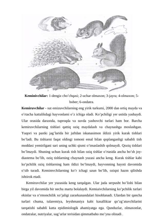 Keminivchilar: 1-dengiz cho’chqasi; 2-uchar olmaxon; 3-jayra; 4-olmaxon; 5-
bober; 6-ondatra.
Kemiruvchilar - sut emizuvchilarning eng yirik turkumi, 2000 dan ortiq mayda va
o’rtacha kattalikdagi hayvonlami o’z ichiga oladi. Ko’pchiligi yer ustida yashaydi.
Ular  orasida  daraxtda,  tuproqda  va  suvda  yashovchi  turlari  ham  bor.  Barcha
kemiruvchilarning  tishlari  qattiq  oziq  maydalash  va  chaynashga  moslashgan.
Yuqori va pastki jag’larida bir juftdan iskanasimon ildizii yirik kurak tishlari
bo’ladi. Bu tishiarni faqat oldingi tomoni emal bilan qoplanganligi sababli tish
moddasi yemirilgani sari uning uchki qismi o’tmaslashib qolmaydi. Qoziq tishlari
bo’lmaydi. Shuning uchun kurak tish bilan oziq tishlar o’rtasida ancha bo’sh joy-
diastema bo’lib, oziq tishlarning chaynash yuzasi ancha keng. Kurak tishlar kabi
ko’pchilik oziq tishlarning ham ildizi bo’lmaydi, hayvonning hayoti davomida
o’sib turadi. Kemimvchilarning ko’r ichagi uzun bo’lib, oziqni hazm qilishda
ishtirok etadi.
   Kemiruvchilar yer yuzasida keng tarqalgan. Ular juda serpusht bo’lishi bilan
birga yil davomida bir necha marta bolalaydi. Kemiaivchilarning ko’pchilik turlari
ekinlar va o’rmonchilik xo’jaligi zararkunandalari hisoblanadi. Ulardan bir qancha
turlari  chuma,  tularemiya,  leyshmaniya  kabi  kasallikiar  qo’zg’atuvchilarini
tarqatishi  sababli  katta epidimiologik  ahamiyatga  ega. Qunduzlar, olmaxonlar,
ondatralar, nutriyalar, sug’urlar terisidan qimmatbaho mo’yna olinadi .
