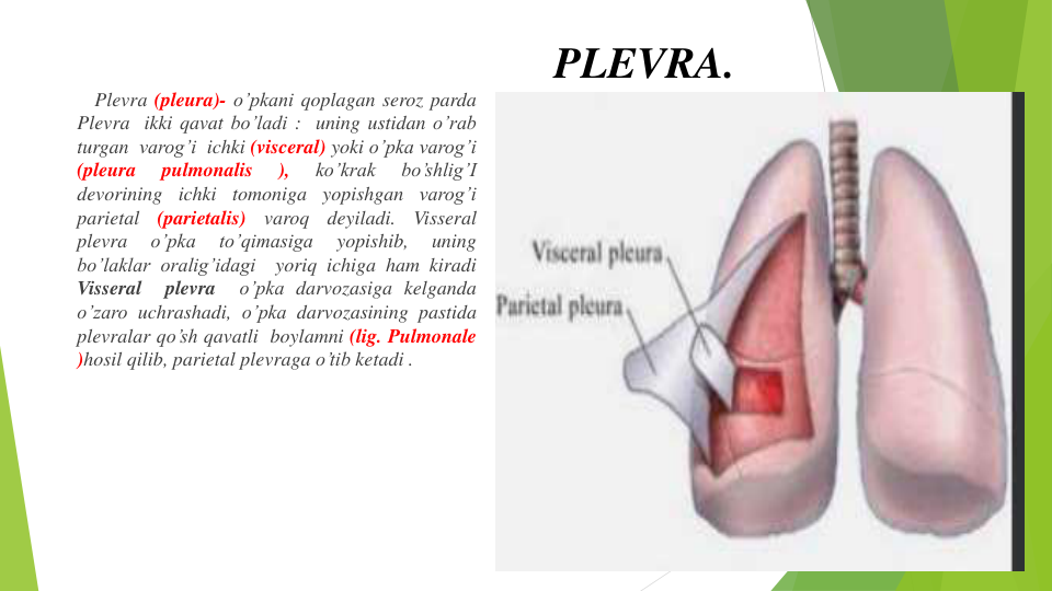 PLEVRA.
Plevra (pleura)- o’pkani qoplagan seroz parda
Plevra ikki qavat bo’ladi : uning ustidan o’rab
turgan varog’i ichki (visceral) yoki o’pka varog’i
(pleura
pulmonalis
),
ko’krak
bo’shlig’I
devorining ichki tomoniga yopishgan varog’i
parietal
(parietalis)
varoq
deyiladi.
Visseral
plevra
o’pka
to’qimasiga
yopishib,
uning
bo’laklar oralig’idagi
yoriq ichiga ham kiradi
Visseral
plevra
o’pka darvozasiga kelganda
o’zaro uchrashadi, o’pka darvozasining pastida
plevralar qo’sh qavatli boylamni (lig. Pulmonale
)hosil qilib, parietal plevraga o’tib ketadi .
