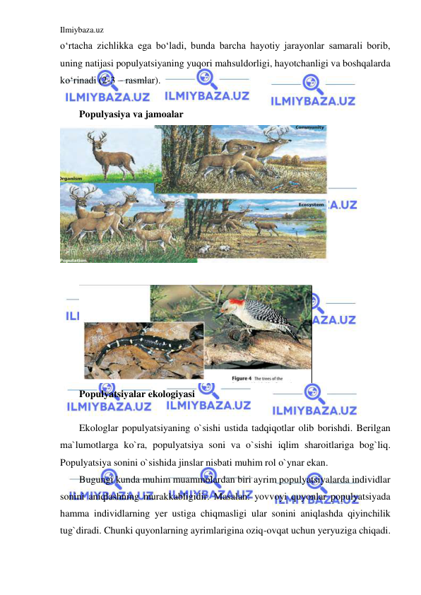 Ilmiybaza.uz 
 
o‘rtacha zichlikka ega bo‘ladi, bunda barcha hayotiy jarayonlar samarali borib, 
uning natijasi populyatsiyaning yuqori mahsuldorligi, hayotchanligi va boshqalarda 
ko‘rinadi (2-3 – rasmlar). 
 
Populyasiya va jamoalar  
 
 
 
Populyatsiyalar ekologiyasi 
 
Ekologlar populyatsiyaning o`sishi ustida tadqiqotlar olib borishdi. Berilgan 
ma`lumotlarga ko`ra, populyatsiya soni va o`sishi iqlim sharoitlariga bog`liq. 
Populyatsiya sonini o`sishida jinslar nisbati muhim rol o`ynar ekan.  
Bugungi kunda muhim muammolardan biri ayrim populyatsiyalarda individlar 
sonini aniqlashning murakkabligidir. Masalan: yovvoyi quyonlar populyatsiyada 
hamma individlarning yer ustiga chiqmasligi ular sonini aniqlashda qiyinchilik 
tug`diradi. Chunki quyonlarning ayrimlarigina oziq-ovqat uchun yeryuziga chiqadi. 
