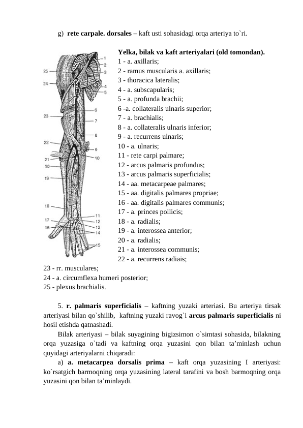 g)  rete carpale. dorsales – kaft usti sohasidagi orqa arteriya to`ri.
Yelka, bilak va kaft arteriyalari (old tomondan).
1 - a. axillaris; 
2 - ramus muscularis a. axillaris; 
3 - thoracica lateralis; 
4 - a. subscapularis; 
5 - a. profunda brachii; 
6 -a. collateralis ulnaris superior; 
7 - a. brachialis; 
8 - a. collateralis ulnaris inferior; 
9 - a. recurrens ulnaris; 
10 - a. ulnaris; 
11 - rete carpi palmare; 
12 - arcus palmaris profundus; 
13 - arcus palmaris superficialis; 
14 - aa. metacarpeae palmares;
15 - aa. digitalis palmares propriae; 
16 - aa. digitalis palmares communis; 
17 - a. princes pollicis; 
18 - a. radialis; 
19 - a. interossea anterior; 
20 - a. radialis; 
21 - a. interossea communis; 
22 - a. recurrens radiais; 
23 - rr. musculares; 
24 - a. circumflexa humeri posterior; 
25 - plexus brachialis.    
5.  r. palmaris superficialis – kaftning yuzaki arteriasi. Bu arteriya tirsak
arteriyasi bilan qo`shilib,  kaftning yuzaki ravog`i arcus palmaris superficialis ni
hosil etishda qatnashadi.
Bilak arteriyasi – bilak suyagining bigizsimon o`simtasi sohasida, bilakning
orqa  yuzasiga  o`tadi  va  kaftning  orqa  yuzasini  qon  bilan  ta’minlash  uchun
quyidagi arteriyalarni chiqaradi: 
a) a.  metacarpea  dorsalis  prima –  kaft  orqa  yuzasining  I  arteriyasi:
ko`rsatgich barmoqning orqa yuzasining lateral tarafini va bosh barmoqning orqa
yuzasini qon bilan ta’minlaydi. 
