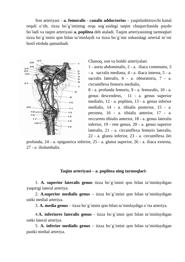 Son arteriyasi - a. femoralis - canalis adductorius – yaqinlashtiruvchi kanal
orqali  o`tib,  tizza  bo`g`imining  orqa  sog`asidagi  taqim  chuqurchasida  paydo
bo`ladi va taqim arteriyasi a. poplitea deb ataladi. Taqim arteriyasining tarmoqlari
tizza bo`g`imini qon bilan ta’minlaydi va tizza bo`g`imi sohasidagi arterial to`rni
hosil etishda qatnashadi. 
Chanoq, son va boldir arteriyalari. 
1 - aorta abdominalis, 2 - a.  iliaca communis, 3
- a.  sacralis mediana, 4 - a. iliaca interna, 5 - a.
sacralis  lateralis,  6  -  a.  obturatoria,  7  -  a.
circumflexa femoris medialis,  
8 - a. profunda femoris, 9 - a. femoralis, 10 - a.
genus  descendens,   11  -  a.  genus  superior
medialis, 12 - a. poplitea, 13 - a. genus inferior
medialis,  14  -  a.  tibialis  posterior,  15  -  a.
peronea,  16  -  a.  tibialis  anterior,  17  -  a.
reccurens tibialis anterior, 18 - a. genus lateralis
inferior, 19 - rete genus, 20 - a. genus superior
lateralis, 21 - a. circumflexa femoris lateralis,
22 - a. glutea inferior, 23 - a. circumflexa ilei
profunda, 24 - a. epigastrica inferior, 25 - a. glutea superior, 26 - a. iliaca externa,
27 - a. iliolumbalis. 
Taqim arteriyasi – a. poplitea ning tarmoqlari:
1.  A. superior lateralis genus tizza bo`g`imini qon bilan ta’minlaydigan
yuqorigi lateral arteriya. 
2.  A.superior medialis genus – tizza bo`g`imini qon bilan ta’minlaydigan
ustki medial arteriya.   
3. A. media genus – tizza bo`g`imini qon bilan ta’minlaydiga o`rta arteriya. 
4.A. inferiores lateralis genus  - tizza bo`g`imin qon bilan ta’minlaydigan
ostki lateral arteriya.
5.  A. inferior medialis genus  – tizza bo`g`imini qon bilan ta’minlaydigan
pastki medial arteriya. 
