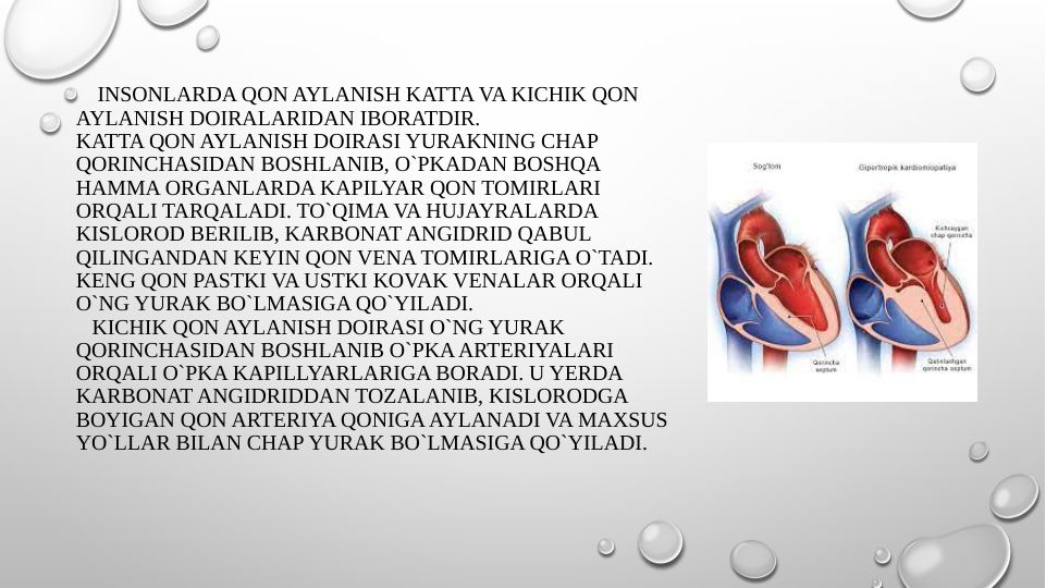     INSONLARDA QON AYLANISH KATTA VA KICHIK QON 
AYLANISH DOIRALARIDAN IBORATDIR.
KATTA QON AYLANISH DOIRASI YURAKNING CHAP 
QORINCHASIDAN BOSHLANIB, O`PKADAN BOSHQA 
HAMMA ORGANLARDA KAPILYAR QON TOMIRLARI 
ORQALI TARQALADI. TO`QIMA VA HUJAYRALARDA 
KISLOROD BERILIB, KARBONAT ANGIDRID QABUL 
QILINGANDAN KEYIN QON VENA TOMIRLARIGA O`TADI. 
KENG QON PASTKI VA USTKI KOVAK VENALAR ORQALI 
O`NG YURAK BO`LMASIGA QO`YILADI.
   KICHIK QON AYLANISH DOIRASI O`NG YURAK 
QORINCHASIDAN BOSHLANIB O`PKA ARTERIYALARI 
ORQALI O`PKA KAPILLYARLARIGA BORADI. U YERDA 
KARBONAT ANGIDRIDDAN TOZALANIB, KISLORODGA 
BOYIGAN QON ARTERIYA QONIGA AYLANADI VA MAXSUS 
YO`LLAR BILAN CHAP YURAK BO`LMASIGA QO`YILADI.
 
