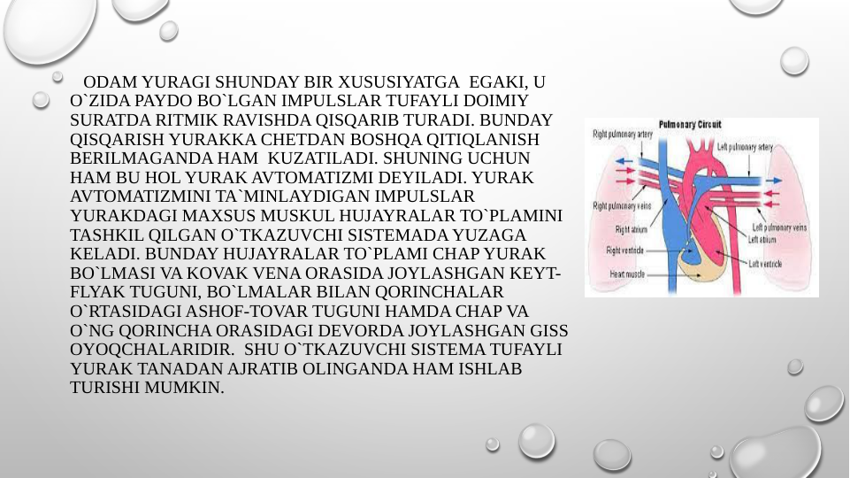    ODAM YURAGI SHUNDAY BIR XUSUSIYATGA  EGAKI, U 
O`ZIDA PAYDO BO`LGAN IMPULSLAR TUFAYLI DOIMIY 
SURATDA RITMIK RAVISHDA QISQARIB TURADI. BUNDAY 
QISQARISH YURAKKA CHETDAN BOSHQA QITIQLANISH 
BERILMAGANDA HAM  KUZATILADI. SHUNING UCHUN 
HAM BU HOL YURAK AVTOMATIZMI DEYILADI. YURAK 
AVTOMATIZMINI TA`MINLAYDIGAN IMPULSLAR 
YURAKDAGI MAXSUS MUSKUL HUJAYRALAR TO`PLAMINI 
TASHKIL QILGAN O`TKAZUVCHI SISTEMADA YUZAGA 
KELADI. BUNDAY HUJAYRALAR TO`PLAMI CHAP YURAK 
BO`LMASI VA KOVAK VENA ORASIDA JOYLASHGAN KEYT-
FLYAK TUGUNI, BO`LMALAR BILAN QORINCHALAR 
O`RTASIDAGI ASHOF-TOVAR TUGUNI HAMDA CHAP VA 
O`NG QORINCHA ORASIDAGI DEVORDA JOYLASHGAN GISS 
OYOQCHALARIDIR.  SHU O`TKAZUVCHI SISTEMA TUFAYLI 
YURAK TANADAN AJRATIB OLINGANDA HAM ISHLAB 
TURISHI MUMKIN. 
