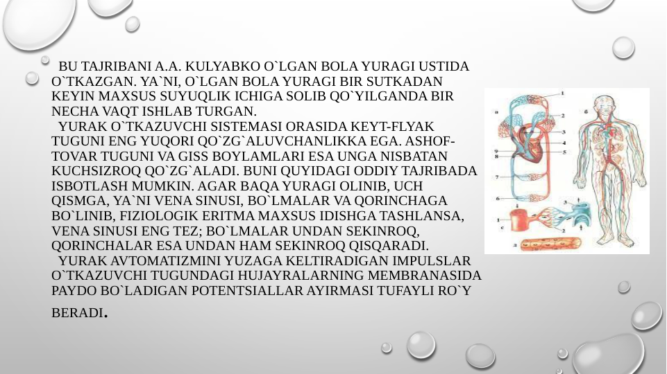   BU TAJRIBANI A.A. KULYABKO O`LGAN BOLA YURAGI USTIDA 
O`TKAZGAN. YA`NI, O`LGAN BOLA YURAGI BIR SUTKADAN 
KEYIN MAXSUS SUYUQLIK ICHIGA SOLIB QO`YILGANDA BIR 
NECHA VAQT ISHLAB TURGAN.
  YURAK O`TKAZUVCHI SISTEMASI ORASIDA KEYT-FLYAK 
TUGUNI ENG YUQORI QO`ZG`ALUVCHANLIKKA EGA. ASHOF- 
TOVAR TUGUNI VA GISS BOYLAMLARI ESA UNGA NISBATAN 
KUCHSIZROQ QO`ZG`ALADI. BUNI QUYIDAGI ODDIY TAJRIBADA 
ISBOTLASH MUMKIN. AGAR BAQA YURAGI OLINIB, UCH 
QISMGA, YA`NI VENA SINUSI, BO`LMALAR VA QORINCHAGA 
BO`LINIB, FIZIOLOGIK ERITMA MAXSUS IDISHGA TASHLANSA, 
VENA SINUSI ENG TEZ; BO`LMALAR UNDAN SEKINROQ, 
QORINCHALAR ESA UNDAN HAM SEKINROQ QISQARADI.
  YURAK AVTOMATIZMINI YUZAGA KELTIRADIGAN IMPULSLAR 
O`TKAZUVCHI TUGUNDAGI HUJAYRALARNING MEMBRANASIDA 
PAYDO BO`LADIGAN POTENTSIALLAR AYIRMASI TUFAYLI RO`Y 
BERADI.
