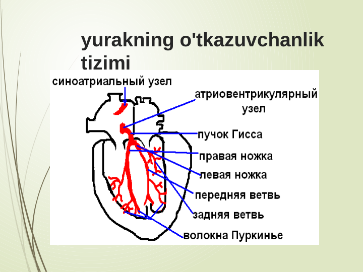 yurakning o'tkazuvchanlik 
tizimi
