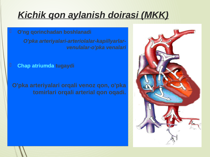 Kichik qon aylanish doirasi (MKK)

O'ng qorinchadan boshlanadi
O'pka arteriyalari-arteriolalar-kapillyarlar-
venulalar-o'pka venalari

Chap atriumda tugaydi
O'pka arteriyalari orqali venoz qon, o'pka 
tomirlari orqali arterial qon oqadi.
