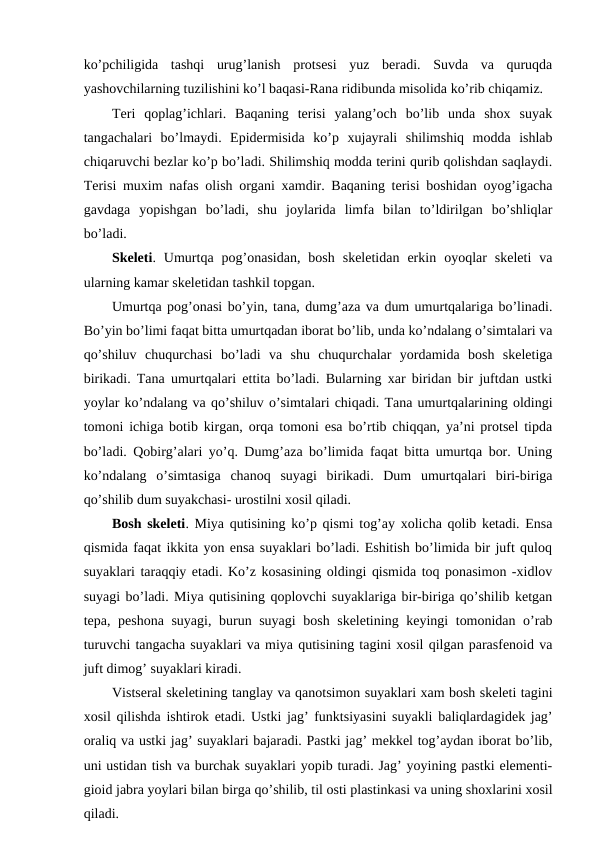 ko’pchiligida  tashqi  urug’lanish  protsesi  yuz  beradi.  Suvda  va  quruqda
yashovchilarning tuzilishini ko’l baqasi-Rana ridibunda misolida ko’rib chiqamiz. 
Teri  qoplag’ichlari.  Baqaning  terisi  yalang’och  bo’lib  unda  shox  suyak
tangachalari  bo’lmaydi.  Epidermisida  ko’p  xujayrali  shilimshiq  modda  ishlab
chiqaruvchi bezlar ko’p bo’ladi. Shilimshiq modda terini qurib qolishdan saqlaydi.
Terisi muxim nafas olish organi xamdir. Baqaning terisi boshidan oyog’igacha
gavdaga  yopishgan  bo’ladi,  shu  joylarida  limfa  bilan  to’ldirilgan  bo’shliqlar
bo’ladi. 
Skeleti.  Umurtqa  pog’onasidan,  bosh  skeletidan  erkin  oyoqlar  skeleti  va
ularning kamar skeletidan tashkil topgan. 
Umurtqa pog’onasi bo’yin, tana, dumg’aza va dum umurtqalariga bo’linadi.
Bo’yin bo’limi faqat bitta umurtqadan iborat bo’lib, unda ko’ndalang o’simtalari va
qo’shiluv  chuqurchasi  bo’ladi  va  shu  chuqurchalar  yordamida  bosh  skeletiga
birikadi. Tana umurtqalari ettita bo’ladi. Bularning xar biridan bir juftdan ustki
yoylar ko’ndalang va qo’shiluv o’simtalari chiqadi. Tana umurtqalarining oldingi
tomoni ichiga botib kirgan, orqa tomoni esa bo’rtib chiqqan, ya’ni protsel tipda
bo’ladi. Qobirg’alari yo’q. Dumg’aza bo’limida faqat bitta umurtqa bor. Uning
ko’ndalang  o’simtasiga  chanoq  suyagi  birikadi.  Dum  umurtqalari  biri-biriga
qo’shilib dum suyakchasi- urostilni xosil qiladi. 
Bosh skeleti. Miya qutisining ko’p qismi tog’ay xolicha qolib ketadi. Ensa
qismida faqat ikkita yon ensa suyaklari bo’ladi. Eshitish bo’limida bir juft quloq
suyaklari taraqqiy etadi. Ko’z kosasining oldingi qismida toq ponasimon -xidlov
suyagi bo’ladi. Miya qutisining qoplovchi suyaklariga bir-biriga qo’shilib ketgan
tepa, peshona suyagi, burun suyagi  bosh skeletining keyingi tomonidan o’rab
turuvchi tangacha suyaklari va miya qutisining tagini xosil qilgan parasfenoid va
juft dimog’ suyaklari kiradi. 
Vistseral skeletining tanglay va qanotsimon suyaklari xam bosh skeleti tagini
xosil qilishda ishtirok etadi. Ustki jag’ funktsiyasini suyakli baliqlardagidek jag’
oraliq va ustki jag’ suyaklari bajaradi. Pastki jag’ mekkel tog’aydan iborat bo’lib,
uni ustidan tish va burchak suyaklari yopib turadi. Jag’ yoyining pastki elementi-
gioid jabra yoylari bilan birga qo’shilib, til osti plastinkasi va uning shoxlarini xosil
qiladi. 
