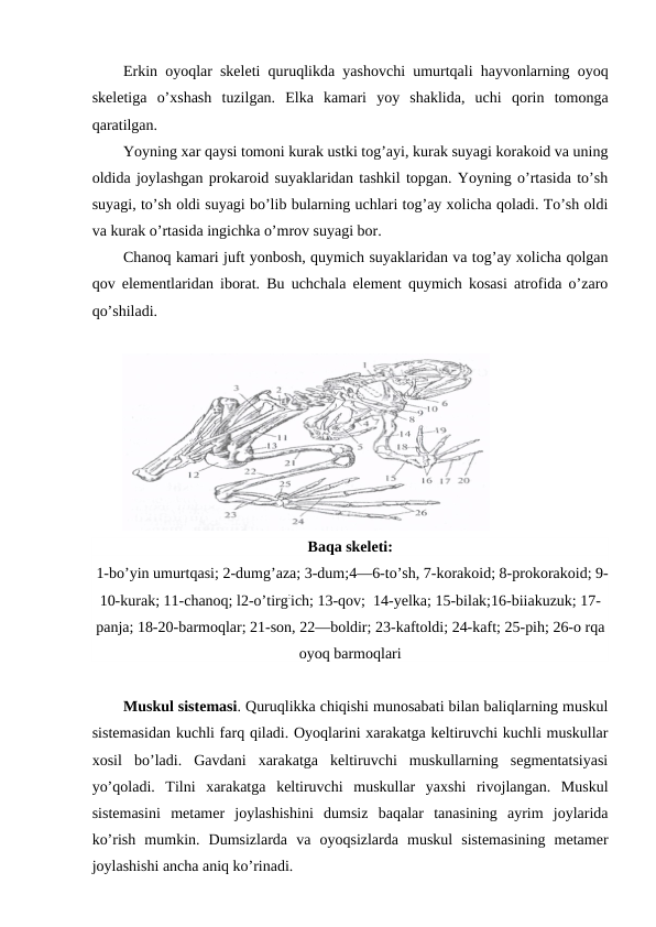 Erkin oyoqlar skeleti quruqlikda yashovchi umurtqali hayvonlarning oyoq
skeletiga  o’xshash  tuzilgan.  Elka  kamari  yoy  shaklida,  uchi  qorin  tomonga
qaratilgan. 
Yoyning xar qaysi tomoni kurak ustki tog’ayi, kurak suyagi korakoid va uning
oldida joylashgan prokaroid suyaklaridan tashkil topgan. Yoyning o’rtasida to’sh
suyagi, to’sh oldi suyagi bo’lib bularning uchlari tog’ay xolicha qoladi. To’sh oldi
va kurak o’rtasida ingichka o’mrov suyagi bor. 
Chanoq kamari juft yonbosh, quymich suyaklaridan va tog’ay xolicha qolgan
qov elementlaridan iborat. Bu uchchala element quymich kosasi atrofida o’zaro
qo’shiladi. 
Baqa skeleti:
 1-bo’yin umurtqasi; 2-dumg’aza; 3-dum;4—6-to’sh, 7-korakoid; 8-prokorakoid; 9-
10-kurak; 11-chanoq; l2-o’tirg:ich; 13-qov;  14-yelka; 15-bilak;16-biiakuzuk; 17-
panja; 18-20-barmoqlar; 21-son, 22—boldir; 23-kaftoldi; 24-kaft; 25-pih; 26-o rqa
oyoq barmoqlari
Muskul sistemasi. Quruqlikka chiqishi munosabati bilan baliqlarning muskul
sistemasidan kuchli farq qiladi. Oyoqlarini xarakatga keltiruvchi kuchli muskullar
xosil  bo’ladi.  Gavdani  xarakatga  keltiruvchi  muskullarning  segmentatsiyasi
yo’qoladi.  Tilni  xarakatga  keltiruvchi  muskullar  yaxshi  rivojlangan.  Muskul
sistemasini  metamer  joylashishini  dumsiz  baqalar  tanasining  ayrim  joylarida
ko’rish  mumkin.  Dumsizlarda  va  oyoqsizlarda  muskul  sistemasining  metamer
joylashishi ancha aniq ko’rinadi. 
