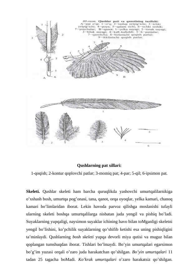 Qushlarning pat xillari:
1-qoqish; 2-kontur qoplovchi patlar; 3-momiq pat; 4-par; 5-qil; 6-ipsimon pat.
Skeleti.  Qushlar  skeleti  ham  barcha  quruqlikda  yashovchi  umurtqalilarnikiga
o’xshash bosh, umurtqa pog’onasi, tana, qanot, orqa oyoqlar, yelka kamari, chanoq
kamari  bo’limlaridan  iborat.  Lekin  havoda  parvoz  qilishga  moslanishi  tufayli
ularning skeleti  boshqa umurtqalilarga nisbatan juda yengil va pishiq bo’ladi.
Suyaklarning yupqaligi, naysimon suyaklar ichining havo bilan toMganligi skeletni
yengil bo’lishini, ko’pchilik suyaklarning qo’shifib ketishi esa uning pishiqligini
ta’minlaydi. Qushlarning  bosh skeleti  yupqa devorli miya  qutisi  va muguz bilan
qoplangan tumshuqdan iborat. Tishlari bo’lmaydi. Bo’yin umurtqalari egarsimon
bo’g’im yuzasi orqali o’zaro juda harakatchan qo’shilgan. Bo’yin umurtqalari 11
tadan  25  tagacha  boMadi.  Ko’krak  umurtqalari  o’zaro  harakatsiz  qo’shilgan.
