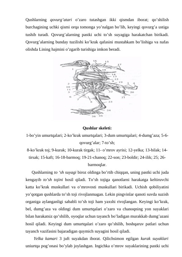 Qushlarning  qovurg’atari  o’zaro  tutashgan  ikki  qismdan  iborat;  qo’shilish
burchagining uchki qismi orqa tomonga yo’nalgan bo’lib, keyingi qovurg’a ustiga
tushib turadi. Qovurg’alarning pastki uchi to’sh  suyagiga  harakatchan birikadi.
Qovurg’alarning bunday tuzilishi ko’krak qafasini mustahkam bo’lishiga va nafas
olishda Lining hajmini o’zgarib turishiga imkon beradi.
Qushlar skeleti:
1-bo’yin umurtqalari; 2-ko’krak umurtqalari; 3-dum umurtqalari; 4-dumg’aza; 5-6-
qovurg’alar; 7-to’sh; 
8-ko’krak toj; 9-kurak; 10-kurak tirgak; 11- o’mrov ayrisi; 12-yelka; 13-bilak; 14-
tirsak; 15-kaft; 16-18-barmoq; 19-21-chanoq; 22-son; 23-boldir; 24-ilik; 25; 26-
barmoqlar.
     Qushlarning to ‘sh suyagi biroz oldinga bo’rtib chiqqan, uning pastki uchi juda
kengayib  to’sh tojini  hosil qiladi. To’sh tojiga qanotlarni harakatga keltiruvchi
katta ko’krak  muskullari  va o’mrovosti muskullari birikadi. Uchish qobiliyatini
yo’qotgan qushlarda to’sh toji rivojlanmagan. Lekin pingvinlar qanoti suvda suzish
organiga aylanganligi sababli to’sh toji ham yaxshi rivojlangan. Keyingi ko’krak,
bel, dumg’aza va oldingi dum umurtqalari o’zaro va chanoqning yon suyaklari
bilan harakatsiz qo’shilib, oyoqlar uchun tayanch bo’ladigan murakkab dumg’azani
hosil qiladi. Keyingi dum umurtqalari o’zaro qo’shilib, boshqaruv patlari uchun
tayanch vazifasini bajaradigan quymich suyagini hosil qiladi.
    Yelka kamari  3 juft suyakdan iborat. Qilichsimon egilgan  kurak suyaklari
uniurtqa pog’onasi bo’ylab joylashgan. Ingichka o’mrov suyaklarining pastki uchi
