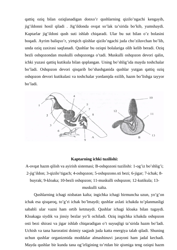 qattiq  oziq  bilan  oziqlanadigan  donxo’r  qushlarning  qizilo’ngachi  kengayib,
jig’ildonni hosil  qiladi . Jig’ildonda ovqat so’lak ta’sirida bo’kib, yumshaydi.
Kaptarlar jig’ildoni qush suti ishlab chiqaradi. Ular bu sut bilan o’z bolasini
boqadi. Ayrim baliqxo’r, yirtqich qiishlar qizilo’ngachi juda cho’ziluvchan bo’lib,
unda oziq zaxirasi saqfanadi. Qushlar bu oziqni bolalariga olib kelib beradi. Oziq
bezli oshqozondan muskulli oshqozonga o’tadi. Muskulli oshqozon devori qalin,
ichki yuzasi qattiq kutikula bilan qoplangan. Uning bo’shlig’ida mayda toshchalar
bo’ladi.  Oshqozon  devori  qisqarib  bo’shashganida  qushlar  yutgan  qattiq  oziq
oshqozon devori kutikulasi va toshchalar yordamjda ezilib, hazm bo’lishga tayyor
bo’ladi.
Kaptarning ichki tuzilishi:
A-ovqat hazm qilish va ayirish sistemasi; B-oshqozoni tuzilishi: 1-og’iz bo’shlig’i;
2-jig’ildon; 3-qizilo’tigach; 4-oshqozon; 5-oshqozono.sti bezi; 6-jigar; 7-ichak; 8-
buyrak; 9-kloaka; 10-bezli oshqozon; 11-muskulli oshqozon; 12-kutikula; 13-
muskulli xalta.
      Qushlarning ichagi nisbatan kalta; ingichka ichagi birmuncha uzun, yo’g’on
ichak esa qisqaroq, to’g’ri ichak bo’lmaydi; qushlar axlati ichakda to’planmasligi
sababli  ular  vazni  ham  ortib  ketmaydi.  Qushlar  ichagi  kloaka  bilan  tugaydi.
Kloakaga siydik va jinsiy bezlar yo’li ochiladi. Oziq ingichka ichakda oshqozon
osti bezi shirasi va jigar ishlab chiqaradigan o’t suyuqligi ta’sirida hazm bo’ladi.
Uchish va tana haroratini doimiy saqjash juda katta energiya talab qiladi. Shuning
uchun qushlar organizmida moddalar almashinuvi jarayoni ham jadal kechadi.
Mayda qushlar bir kunda tana og’irligining to’rtdan bir qismiga teng oziqni hazm
