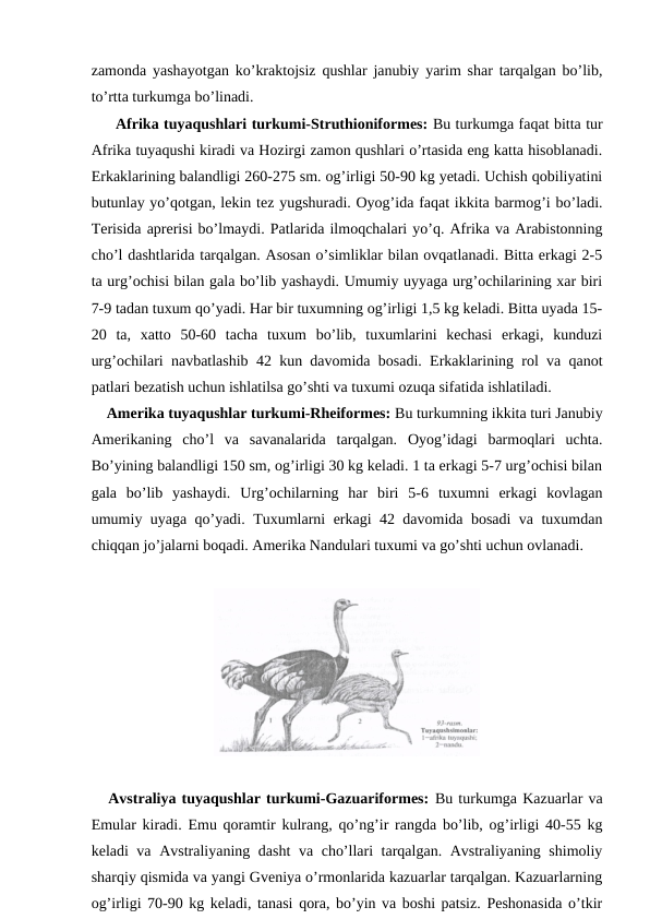 zamonda yashayotgan ko’kraktojsiz qushlar janubiy yarim shar tarqalgan bo’lib,
to’rtta turkumga bo’linadi.
 Afrika tuyaqushlari turkumi-Struthioniformes: Bu turkumga faqat bitta tur
Afrika tuyaqushi kiradi va Hozirgi zamon qushlari o’rtasida eng katta hisoblanadi.
Erkaklarining balandligi 260-275 sm. og’irligi 50-90 kg yetadi. Uchish qobiliyatini
butunlay yo’qotgan, lekin tez yugshuradi. Oyog’ida faqat ikkita barmog’i bo’ladi.
Terisida aprerisi bo’lmaydi. Patlarida ilmoqchalari yo’q. Afrika va Arabistonning
cho’l dashtlarida tarqalgan. Asosan o’simliklar bilan ovqatlanadi. Bitta erkagi 2-5
ta urg’ochisi bilan gala bo’lib yashaydi. Umumiy uyyaga urg’ochilarining xar biri
7-9 tadan tuxum qo’yadi. Har bir tuxumning og’irligi 1,5 kg keladi. Bitta uyada 15-
20  ta,  xatto  50-60  tacha  tuxum  bo’lib,  tuxumlarini  kechasi  erkagi,  kunduzi
urg’ochilari navbatlashib 42 kun davomida bosadi. Erkaklarining rol va qanot
patlari bezatish uchun ishlatilsa go’shti va tuxumi ozuqa sifatida ishlatiladi.
    Amerika tuyaqushlar turkumi-Rheiformes: Bu turkumning ikkita turi Janubiy
Amerikaning  cho’l  va  savanalarida  tarqalgan.  Oyog’idagi  barmoqlari  uchta.
Bo’yining balandligi 150 sm, og’irligi 30 kg keladi. 1 ta erkagi 5-7 urg’ochisi bilan
gala  bo’lib  yashaydi.  Urg’ochilarning  har  biri  5-6  tuxumni  erkagi  kovlagan
umumiy uyaga qo’yadi. Tuxumlarni erkagi 42 davomida bosadi va tuxumdan
chiqqan jo’jalarni boqadi. Amerika Nandulari tuxumi va go’shti uchun ovlanadi.
   Avstraliya tuyaqushlar turkumi-Gazuariformes: Bu turkumga Kazuarlar va
Emular kiradi. Emu qoramtir kulrang, qo’ng’ir rangda bo’lib, og’irligi 40-55 kg
keladi va Avstraliyaning dasht va cho’llari tarqalgan. Avstraliyaning shimoliy
sharqiy qismida va yangi Gveniya o’rmonlarida kazuarlar tarqalgan. Kazuarlarning
og’irligi 70-90 kg keladi, tanasi qora, bo’yin va boshi patsiz. Peshonasida o’tkir
