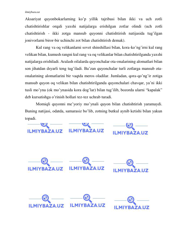 ilmiybaza.uz 
 
Aksariyat quyonbokarlarning ko’p yillik tajribasi bilan ikki va uch zotli 
chatishtirishlar orqali yaxshi natijalarga erishilgan zotlar olindi (uch zotli 
chatishtirish - ikki zotga mansub quyonni chatishtirish natijasida tug’ilgan 
jonivorlarni biror-bir uchinchi zot bilan chatishtirish demak). 
Kul rang va oq velikanlarni sovet shinshillasi bilan, kora-ko’ng’irni kul rang 
velikan bilan, kumush rangni kul rang va oq velikanlar bilan chatishtirilganda yaxshi 
natijalarga erishiladi. Aralash oilalarda quyonchalar ota-onalarining alomatlari bilan 
son jihatdan dsyarli teng tug’iladi. Ba’zan quyonchalar turli zotlarga mansub ota-
onalarining alomatlarini bir vaqtda meros oladilar. Jumladan, qora-qo’ng’ir zotiga 
mansub quyon oq velikan bilan chatishtirilganda quyonchalari chavqar, ya’ni ikki 
tusli mo’yna (ok mo’ynasida kora dog’lar) bilan tug’ilib, bozorda ularni “kapalak” 
deb kursatishga o’rinish hollari tez-tez uchrab turadi. 
Momiqli quyonni me’yoriy mo’ynali quyon bilan chatishtirish yaramaydi. 
Buning natijasi, odatda, samarasiz bo’lib, zotning butkul aynib ketishi bilan yakun 
topadi. 
 
 
 
