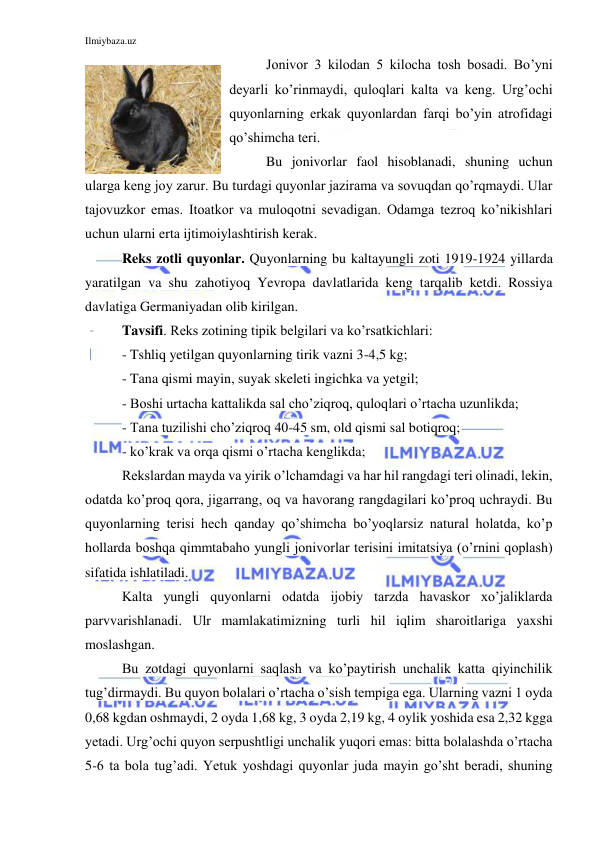 Ilmiybaza.uz 
 
Jonivor 3 kilodan 5 kilocha tosh bosadi. Bo’yni 
deyarli ko’rinmaydi, quloqlari kalta va keng. Urg’ochi 
quyonlarning erkak quyonlardan farqi bo’yin atrofidagi 
qo’shimcha teri. 
Bu jonivorlar faol hisoblanadi, shuning uchun 
ularga keng joy zarur. Bu turdagi quyonlar jazirama va sovuqdan qo’rqmaydi. Ular 
tajovuzkor emas. Itoatkor va muloqotni sevadigan. Odamga tezroq ko’nikishlari 
uchun ularni erta ijtimoiylashtirish kerak. 
Reks zotli quyonlar. Quyonlarning bu kaltayungli zoti 1919-1924 yillarda 
yaratilgan va shu zahotiyoq Yevropa davlatlarida keng tarqalib ketdi. Rossiya 
davlatiga Germaniyadan olib kirilgan. 
Tavsifi. Reks zotining tipik belgilari va ko’rsatkichlari: 
- Tshliq yetilgan quyonlarning tirik vazni 3-4,5 kg; 
- Tana qismi mayin, suyak skeleti ingichka va yetgil; 
- Boshi urtacha kattalikda sal cho’ziqroq, quloqlari o’rtacha uzunlikda; 
- Tana tuzilishi cho’ziqroq 40-45 sm, old qismi sal botiqroq; 
- ko’krak va orqa qismi o’rtacha kenglikda; 
Rekslardan mayda va yirik o’lchamdagi va har hil rangdagi teri olinadi, lekin, 
odatda ko’proq qora, jigarrang, oq va havorang rangdagilari ko’proq uchraydi. Bu 
quyonlarning terisi hech qanday qo’shimcha bo’yoqlarsiz natural holatda, ko’p 
hollarda boshqa qimmtabaho yungli jonivorlar terisini imitatsiya (o’rnini qoplash) 
sifatida ishlatiladi. 
Kalta yungli quyonlarni odatda ijobiy tarzda havaskor xo’jaliklarda 
parvvarishlanadi. Ulr mamlakatimizning turli hil iqlim sharoitlariga yaxshi 
moslashgan.  
Bu zotdagi quyonlarni saqlash va ko’paytirish unchalik katta qiyinchilik 
tug’dirmaydi. Bu quyon bolalari o’rtacha o’sish tempiga ega. Ularning vazni 1 oyda 
0,68 kgdan oshmaydi, 2 oyda 1,68 kg, 3 oyda 2,19 kg, 4 oylik yoshida esa 2,32 kgga 
yetadi. Urg’ochi quyon serpushtligi unchalik yuqori emas: bitta bolalashda o’rtacha 
5-6 ta bola tug’adi. Yetuk yoshdagi quyonlar juda mayin go’sht beradi, shuning 
