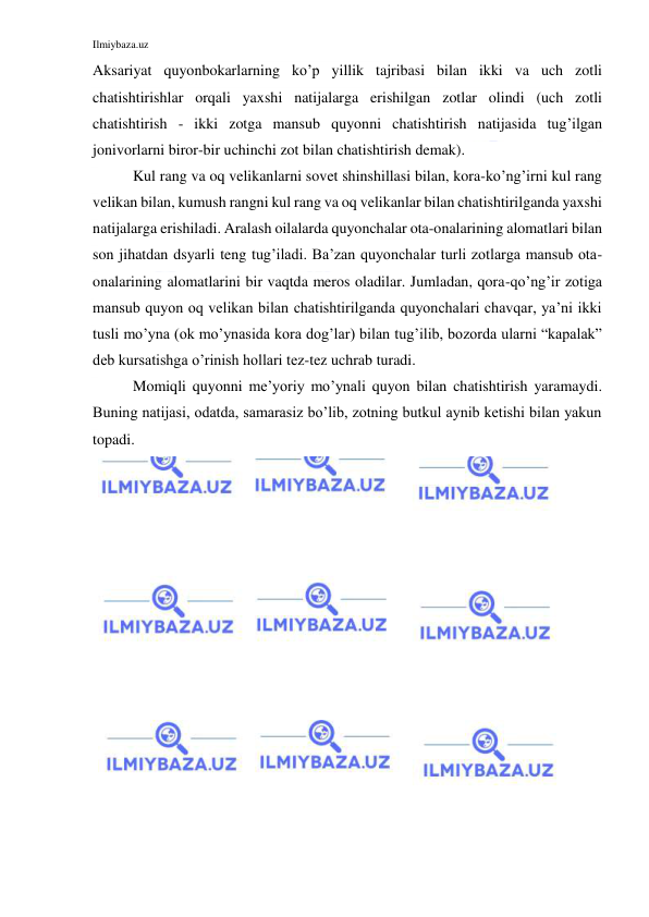 Ilmiybaza.uz 
 
Aksariyat quyonbokarlarning ko’p yillik tajribasi bilan ikki va uch zotli 
chatishtirishlar orqali yaxshi natijalarga erishilgan zotlar olindi (uch zotli 
chatishtirish - ikki zotga mansub quyonni chatishtirish natijasida tug’ilgan 
jonivorlarni biror-bir uchinchi zot bilan chatishtirish demak). 
Kul rang va oq velikanlarni sovet shinshillasi bilan, kora-ko’ng’irni kul rang 
velikan bilan, kumush rangni kul rang va oq velikanlar bilan chatishtirilganda yaxshi 
natijalarga erishiladi. Aralash oilalarda quyonchalar ota-onalarining alomatlari bilan 
son jihatdan dsyarli teng tug’iladi. Ba’zan quyonchalar turli zotlarga mansub ota-
onalarining alomatlarini bir vaqtda meros oladilar. Jumladan, qora-qo’ng’ir zotiga 
mansub quyon oq velikan bilan chatishtirilganda quyonchalari chavqar, ya’ni ikki 
tusli mo’yna (ok mo’ynasida kora dog’lar) bilan tug’ilib, bozorda ularni “kapalak” 
deb kursatishga o’rinish hollari tez-tez uchrab turadi. 
Momiqli quyonni me’yoriy mo’ynali quyon bilan chatishtirish yaramaydi. 
Buning natijasi, odatda, samarasiz bo’lib, zotning butkul aynib ketishi bilan yakun 
topadi. 
 
