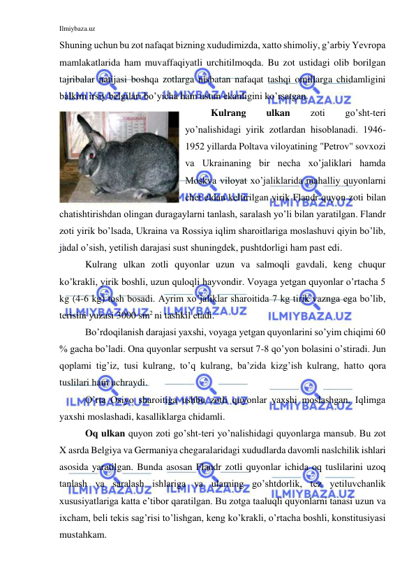 Ilmiybaza.uz 
 
Shuning uchun bu zot nafaqat bizning xududimizda, xatto shimoliy, g’arbiy Yevropa 
mamlakatlarida ham muvaffaqiyatli urchitilmoqda. Bu zot ustidagi olib borilgan 
tajribalar natijasi boshqa zotlarga nisbatan nafaqat tashqi omillarga chidamligini 
balkim irsiy belgilari bo’yicha ham ustun ekanligini ko’rsatgan. 
Kulrang 
ulkan 
zoti 
go’sht-teri 
yo’nalishidagi yirik zotlardan hisoblanadi. 1946-
1952 yillarda Poltava viloyatining "Petrov" sovxozi 
va Ukrainaning bir necha xo’jaliklari hamda 
Moskva viloyat xo’jaliklarida mahalliy quyonlarni 
chet eldan keltirilgan yirik Flandr quyon zoti bilan 
chatishtirishdan olingan duragaylarni tanlash, saralash yo’li bilan yaratilgan. Flandr 
zoti yirik bo’lsada, Ukraina va Rossiya iqlim sharoitlariga moslashuvi qiyin bo’lib, 
jadal o’sish, yetilish darajasi sust shuningdek, pushtdorligi ham past edi. 
Kulrang ulkan zotli quyonlar uzun va salmoqli gavdali, keng chuqur 
ko’krakli, yirik boshli, uzun quloqli hayvondir. Voyaga yetgan quyonlar o’rtacha 5 
kg (4-6 kg) tosh bosadi. Ayrim xo’jaliklar sharoitida 7 kg tirik vaznga ega bo’lib, 
terisini yuzasi 3000 sm2 ni tashkil etadi. 
Bo’rdoqilanish darajasi yaxshi, voyaga yetgan quyonlarini so’yim chiqimi 60 
% gacha bo’ladi. Ona quyonlar serpusht va sersut 7-8 qo’yon bolasini o’stiradi. Jun 
qoplami tig’iz, tusi kulrang, to’q kulrang, ba’zida kizg’ish kulrang, hatto qora 
tuslilari ham uchraydi. 
O’rta Osiyo sharoitiga ushbu zotli quyonlar yaxshi moslashgan. Iqlimga 
yaxshi moslashadi, kasalliklarga chidamli. 
Oq ulkan quyon zoti go’sht-teri yo’nalishidagi quyonlarga mansub. Bu zot 
X asrda Belgiya va Germaniya chegaralaridagi xududlarda davomli naslchilik ishlari 
asosida yaratilgan. Bunda asosan Flandr zotli quyonlar ichida oq tuslilarini uzoq 
tanlash va saralash ishlariga va ularning go’shtdorlik, tez yetiluvchanlik 
xususiyatlariga katta e’tibor qaratilgan. Bu zotga taaluqli quyonlarni tanasi uzun va 
ixcham, beli tekis sag’risi to’lishgan, keng ko’krakli, o’rtacha boshli, konstitusiyasi 
mustahkam.  
