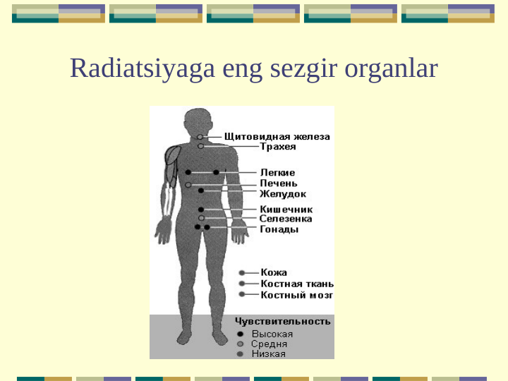 Radiatsiyaga eng sezgir organlar
