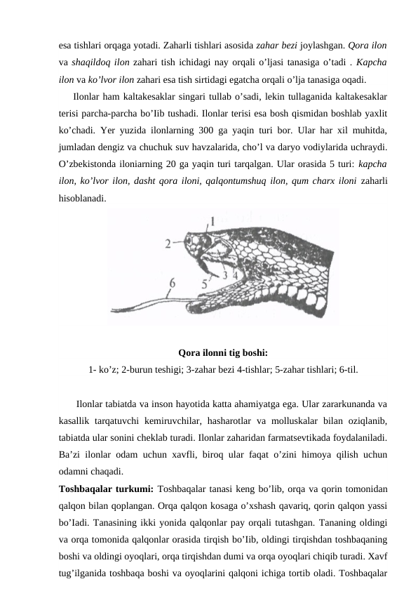 esa tishlari orqaga yotadi. Zaharli tishlari asosida zahar bezi joylashgan. Qora ilon
va shaqildoq ilon zahari tish ichidagi nay orqali o’ljasi tanasiga o’tadi . Kapcha
ilon va ko’lvor ilon zahari esa tish sirtidagi egatcha orqali o’lja tanasiga oqadi.
    Ilonlar ham kaltakesaklar singari tullab o’sadi, lekin tullaganida kaltakesaklar
terisi parcha-parcha bo’Iib tushadi. Ilonlar terisi esa bosh qismidan boshlab yaxlit
ko’chadi. Yer yuzida ilonlarning 300 ga yaqin turi bor. Ular har xil muhitda,
jumladan dengiz va chuchuk suv havzalarida, cho’l va daryo vodiylarida uchraydi.
O’zbekistonda iloniarning 20 ga yaqin turi tarqalgan. Ular orasida 5 turi: kapcha
ilon, ko’lvor ilon, dasht qora iloni, qalqontumshuq ilon, qum charx iloni zaharli
hisoblanadi.
Qora ilonni tig boshi:
1- ko’z; 2-burun teshigi; 3-zahar bezi 4-tishlar; 5-zahar tishlari; 6-til.
      Ilonlar tabiatda va inson hayotida katta ahamiyatga ega. Ular zararkunanda va
kasallik  tarqatuvchi  kemiruvchilar,  hasharotlar  va  molluskalar  bilan  oziqlanib,
tabiatda ular sonini cheklab turadi. Ilonlar zaharidan farmatsevtikada foydalaniladi.
Ba’zi ilonlar odam uchun xavfli, biroq ular faqat o’zini himoya qilish uchun
odamni chaqadi.
Toshbaqalar turkumi: Toshbaqalar tanasi keng bo’lib, orqa va qorin tomonidan
qalqon bilan qoplangan. Orqa qalqon kosaga o’xshash qavariq, qorin qalqon yassi
bo’Iadi. Tanasining ikki yonida qalqonlar pay orqali tutashgan. Tananing oldingi
va orqa tomonida qalqonlar orasida tirqish bo’Iib, oldingi tirqishdan toshbaqaning
boshi va oldingi oyoqlari, orqa tirqishdan dumi va orqa oyoqlari chiqib turadi. Xavf
tug’ilganida toshbaqa boshi va oyoqlarini qalqoni ichiga tortib oladi. Toshbaqalar
