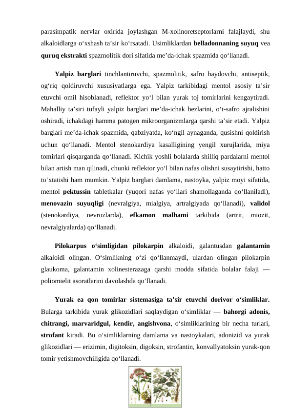 parasimpatik  nervlar  oxirida  joylashgan  M-xolinoretseptorlarni  falajlaydi,  shu
alkaloidlarga o‘xshash ta’sir ko‘rsatadi. Usimliklardan belladonnaning suyuq vea
quruq ekstrakti spazmolitik dori sifatida me’da-ichak spazmida qo‘llanadi. 
Yalpiz barglari tinchlantiruvchi, spazmolitik, safro haydovchi, antiseptik,
og‘riq  qoldiruvchi  xususiyatlarga  ega.  Yalpiz  tarkibidagi  mentol  asosiy  ta’sir
etuvchi omil hisoblanadi, reflektor yo‘l bilan yurak toj tomirlarini kengaytiradi.
Mahalliy ta’siri tufayli yalpiz barglari me’da-ichak bezlarini, o‘t-safro ajralishini
oshiradi, ichakdagi hamma patogen mikroorganizmlarga qarshi ta’sir etadi. Yalpiz
barglari me’da-ichak spazmida, qabziyatda, ko‘ngil aynaganda, qusishni qoldirish
uchun  qo‘llanadi.  Mentol  stenokardiya  kasalligining  yengil  xurujlarida,  miya
tomirlari qisqarganda qo‘llanadi. Kichik yoshli bolalarda shilliq pardalarni mentol
bilan artish man qilinadi, chunki reflektor yo‘l bilan nafas olishni susaytirishi, hatto
to‘xtatishi ham mumkin. Yalpiz barglari damlama, nastoyka, yalpiz moyi sifatida,
mentol  pektussin  tabletkalar (yuqori nafas yo‘llari shamollaganda qo‘llaniladi),
menovazin  suyuqligi (nevralgiya,  mialgiya,  artralgiyada  qo‘llanadi),  validol
(stenokardiya,  nevrozlarda),  efkamon  malhami tarkibida  (artrit,  miozit,
nevralgiyalarda) qo‘llanadi. 
Pilokarpus  o‘simligidan pilokarpin alkaloidi,  galantusdan  galantamin
alkaloidi  olingan.  O‘simlikning  o‘zi  qo‘llanmaydi,  ulardan  olingan  pilokarpin
glaukoma,  galantamin  xolinesterazaga  qarshi  modda  sifatida  bolalar  falaji  —
poliomielit asoratlarini davolashda qo‘llanadi. 
Yurak ea qon tomirlar sistemasiga ta’sir etuvchi dorivor o‘simliklar.
Bularga tarkibida yurak glikozidlari saqlaydigan o‘simliklar —  bahorgi adonis,
chitrangi, marvaridgul, kendir, angishvona, o‘simliklarining bir necha turlari,
strofant kiradi. Bu o‘simliklarning damlama va nastoykalari, adonizid va yurak
glikozidlari — erizimin, digitoksin, digoksin, strofantin, konvallyatoksin yurak-qon
tomir yetishmovchiligida qo‘llanadi. 
