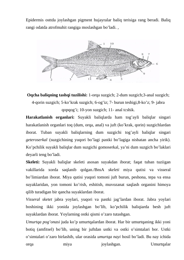 Epidermis osttda joylashgan pigment hujayralar baliq terisiga rang beradi. Baliq
rangi odatda atrofmuhit rangiga moslashgan bo’ladi. ,
Oqcha baliqning tashqi tuzilishi: 1-orqa suzgich; 2-dum suzgich;3-anal suzgich;
4-qorin suzgich; 5-ko’krak suzgich; 6-og’iz; 7- burun teshigi,8-ko’z; 9- jabra
qopqog’i; 10-yon suzgich; 11- anal tcshik.
Harakatlanish  organlari:  Suyakli  baliqlarda  ham  tog’ayli  baliqlar  singari
harakatlanish organlari toq (dum, orqa, anal) va juft (ko’krak, qorin) suzgichlardan
iborat.  Tuban  suyakli  baliqlarning  dum  suzgichi  tog’ayli  baliqlar  singari
geteroserkal  (suzgichining yuqori bo’lagi pastki bo’lagiga nisbatan ancha yirik).
Ko’pchilik suyakli baliqlar dum suzgichi gomoserkal, ya’ni dum suzgich bo’laklari
deyarli teng bo’ladi.
Skeleti:  Suyakli  baliqlar  skeleti  asosan  suyakdan  iborat;  faqat  tuban  tuziigan
vakillarida  xorda  saqlanib  qolgan./BnsA  skeleti  miya  qutisi  va  visseral
bo’limiardan iborat. Miya qutisi yuqori tomoni juft burun, peshona, tepa va ensa
suyaklaridan, yon tomoni ko’rish, eshitish, muvozanat saqlash organini himoya
qilib turadigan bir qancha suyaklardan iborat.
Visseral  sketet  jabra yoylari, yuqori va pastki jag’lardan iborat. Jabra yoylari
boshining  ikki  yonida  joylashgan  bo’lib,  ko’pchilik  baliqiarda  besh  juft
suyaklardan iborat. Yoylarning ostki qismi o’zaro tutashgan. 
Umurtqa pog’onasi juda ko’p umurtqalardan iborat. Har bir umurtqaning ikki yoni
botiq (amfitsel) bo’lib, uning bir juftdan ustki va ostki o’simtalari bor. Ustki
o’simtalari o’zaro birlashib, ular orasida umurtqa nayi hosil bo’ladi. Bu nay ichida
orqa
 
miya
 
joylashgan.
 
Umurtqalar
