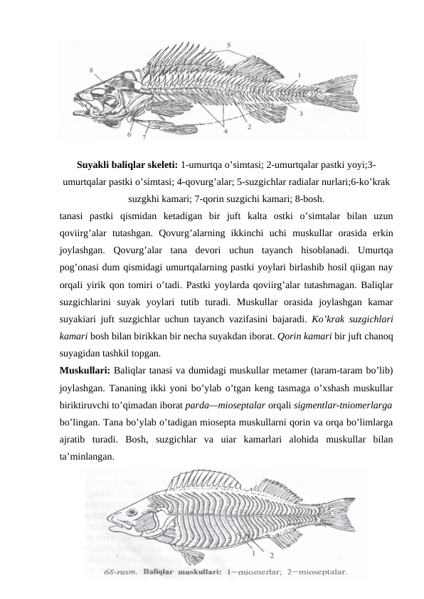 Suyakli baliqlar skeleti: 1-umurtqa o’simtasi; 2-umurtqalar pastki yoyi;3-
umurtqalar pastki o’simtasi; 4-qovurg’alar; 5-suzgichlar radialar nurlari;6-ko’krak
suzgkhi kamari; 7-qorin suzgichi kamari; 8-bosh.
tanasi  pastki  qismidan  ketadigan  bir  juft  kalta  ostki  o’simtalar  bilan  uzun
qoviirg’alar  tutashgan.  Qovurg’alarning  ikkinchi  uchi  muskullar  orasida  erkin
joylashgan.  Qovurg’alar  tana  devori  uchun  tayanch  hisoblanadi.  Umurtqa
pog’onasi dum qismidagi umurtqalarning pastki yoylari birlashib hosil qiigan nay
orqali yirik qon tomiri o’tadi. Pastki yoylarda qoviirg’alar tutashmagan. Baliqlar
suzgichlarini  suyak  yoylari  tutib  turadi.  Muskullar  orasida  joylashgan  kamar
suyakiari juft suzgichlar uchun tayanch vazifasini bajaradi.  Ko’krak  suzgichlari
kamari bosh bilan birikkan bir necha suyakdan iborat. Qorin kamari bir juft chanoq
suyagidan tashkil topgan.
Muskullari: Baliqlar tanasi va dumidagi muskullar metamer (taram-taram bo’lib)
joylashgan. Tananing ikki yoni bo’ylab o’tgan keng tasmaga o’xshash muskullar
biriktiruvchi to’qimadan iborat parda—mioseptalar orqali sigmentlar-tniomerlarga
bo’lingan. Tana bo’ylab o’tadigan miosepta muskullarni qorin va orqa bo’limlarga
ajratib  turadi.  Bosh,  suzgichlar  va  uiar  kamarlari  alohida  muskullar  bilan
ta’minlangan.
