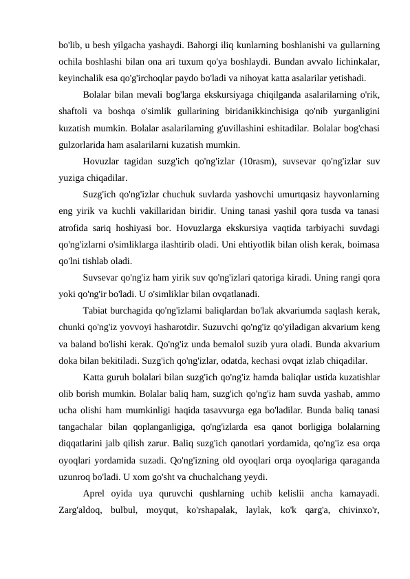 bo'lib, u besh yilgacha yashaydi. Bahorgi iliq kunlarning boshlanishi va gullarning
ochila boshlashi bilan ona ari tuxum qo'ya boshlaydi. Bundan avvalo lichinkalar,
keyinchalik esa qo'g'irchoqlar paydo bo'ladi va nihoyat katta asalarilar yetishadi.
Bolalar bilan mevali bog'larga ekskursiyaga chiqilganda asalarilarning o'rik,
shaftoli  va  boshqa  o'simlik  gullarining  biridanikkinchisiga  qo'nib  yurganligini
kuzatish mumkin. Bolalar asalarilarning g'uvillashini eshitadilar. Bolalar bog'chasi
gulzorlarida ham asalarilarni kuzatish mumkin.
Hovuzlar  tagidan  suzg'ich  qo'ng'izlar  (10rasm),  suvsevar  qo'ng'izlar  suv
yuziga chiqadilar.
Suzg'ich qo'ng'izlar chuchuk suvlarda yashovchi umurtqasiz hayvonlarning
eng yirik va kuchli vakillaridan biridir.  Uning  tanasi yashil qora tusda va tanasi
atrofida sariq hoshiyasi bor.  Hovuzlarga ekskursiya vaqtida tarbiyachi suvdagi
qo'ng'izlarni o'simliklarga ilashtirib oladi. Uni ehtiyotlik bilan olish kerak, boimasa
qo'lni tishlab oladi.
Suvsevar qo'ng'iz ham yirik suv qo'ng'izlari qatoriga kiradi. Uning rangi qora
yoki qo'ng'ir bo'ladi. U o'simliklar bilan ovqatlanadi.
Tabiat burchagida qo'ng'izlarni baliqlardan bo'lak akvariumda saqlash kerak,
chunki qo'ng'iz yovvoyi hasharotdir. Suzuvchi qo'ng'iz qo'yiladigan akvarium keng
va baland bo'lishi kerak. Qo'ng'iz unda bemalol suzib yura oladi. Bunda akvarium
doka bilan bekitiladi. Suzg'ich qo'ng'izlar, odatda, kechasi ovqat izlab chiqadilar.
Katta guruh bolalari bilan suzg'ich qo'ng'iz hamda baliqlar ustida kuzatishlar
olib borish mumkin. Bolalar baliq ham, suzg'ich qo'ng'iz ham suvda yashab, ammo
ucha olishi ham mumkinligi  haqida tasavvurga ega bo'ladilar. Bunda baliq tanasi
tangachalar  bilan  qoplanganligiga,  qo'ng'izlarda  esa  qanot  borligiga  bolalarning
diqqatlarini jalb qilish zarur. Baliq suzg'ich qanotlari yordamida, qo'ng'iz esa orqa
oyoqlari yordamida suzadi. Qo'ng'izning old oyoqlari orqa oyoqlariga qaraganda
uzunroq bo'ladi. U xom go'sht va chuchalchang yeydi.
Aprel  oyida  uya  quruvchi  qushlarning  uchib  kelislii  ancha  kamayadi.
Zarg'aldoq,  bulbul,  moyqut,  ko'rshapalak,  laylak,  ko'k  qarg'a,  chivinxo'r,
