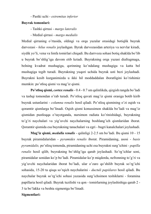 - Pastki uchi - extremitas inferior 
Buyrak tomonlari: 
- Tashki qirrasi - margo lateralis 
- Medial qirrasi - margo medialis 
Medial qirraning o’rtasida, oldingi va orqa yuzalar orasidagi botiqlik buyrak 
darvozasi - hilus renalis joylashgan. Byrak darvozasidan arteriya va nervlar kiradi, 
siydik yo’li, vena va limfa tomirlari chiqadi. Bu darrvoza sohasi botiq shaklda bo’lib 
u buyrak boʼshlig’iga davom etib ketadi. Buyrakning orqa yuzasi diafragmaga, 
belning kvadrat mushagiga, qorinning koʼndalang mushagiga va katta bel 
mushagiga tegib turadi. Buyrakning yuqori uchida buyrak usti bezi joylashadi. 
Buyrakni kesib kurganimizda u ikki hil moddaddalan iboratligini ko’rishimiz 
mumkin: poʼstloq qismi va magʼiz qismi. 
Po’stloq qismi, cortex renalis - 0.4 - 0.7 sm qalinlikda, qizgish rangda bo’ladi 
va tashqi tomondan oʼrab turadi. Po’stloq qavati mag’iz qismi orasiga botib kirib 
buyrak ustunlarini - columna renalis hosil qiladi. Poʼstloq qismining o’zi oqish va 
qoramtir qismlarga boʼlinadi. Oqish qismi konussimon shaklda bo’ladi va magʼiz 
qismidan pustloqqa oʼtayotganda, nursimon radiata ko’rinishidagi, buyrakning 
toʼgʼri naychalari va yigʼuvchi naychalarning boshlangʼich qismlaridan iborat. 
Qoramtir qismida esa buyrakning tanachalari va egri - bugri kanalchalari joylashadi.  
Magʼiz qismi, medulla renalis - qalinligi 2-2.5 sm boʼladi. Bu qismi 10 - 15 
buyrak piramidalaridan - pyramides renalis iborat. Piramidaning, asosi - basis 
pyramidalis, poʼstloq tomonda, piramidaning uchi esa buyrakni surgʼichini - papilla 
renalis hosil qilib, buyrakning boʼshligʼiga qarab joylashadi. Soʼrgʼichlar soni, 
piramidalar sonidan koʼp boʼladi. Piramidalar koʼp miqdorda, nefronning toʼgʼri va 
yigʼuvchi naychalaridan iborat bo’ladi, ular oʼzaro qoʼshilib buyrak soʼrgʼichi 
sohasida, 15-20 ta qisqa soʼrqich naychalarini - ductuli papiilares hosil qiladi. Bu 
naychalar buyrak soʼrgʼichi sohasi yuzasida surgʼichsimon teshiklarni - foramina 
papillaria hosil qiladi. Buyrak tuzilishi va qon - tomirlarning joylashishiga qarab 2 - 
3 ta bo’lakka va beshta sigmentga boʼlinadi.  
Sigmentlari:  
