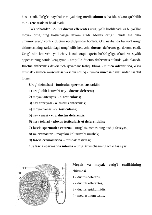 hosil etadi. To`g`ri naychalar moyakning mediastinum sohasida o`zaro qo`shilib
to`r - rete testis ni hosil etadi. 
To`r sohasidan 12-15ta ductus efferentes urug` yo`li boshlanadi va bu yo`llar
moyak  ortig`ining  boshchasiga  davom  etadi.  Moyak  ortig`i  ichida  esa  bitta
umumiy urug` yo`li - ductus epididymidis bo`ladi. O`z navbatida bu yo`l urug`
tizimchasining tarkibidagi urug` olib ketuvchi  ductus deferens ga davom etadi.
Urug` olib ketuvchi yo`l chov kanali orqali qorin bo`shlig`iga o`tadi va siydik
qopchasining ostida kengayma - ampulla ductus deferentis sifatida yakunlanadi.
Ductus deferentis devori uch qavatdan: tashqi fibroz - tunica adventitica, o`rta
mushak - tunica muscularis va ichki shilliq - tunica mucosa qavatlaridan tashkil
topgan. 
Urug` tizimchasi - funiculus spermaticus tarkibi : 
1) urug` olib ketuvchi nay - ductus deferens; 
2) moyak arteriyasi - a. testicularis; 
3) nay arteriyasi - a. ductus deferentis; 
4) moyak venasi - v. testicularis; 
5) nay venasi - v. v. ductus deferentis; 
6) nerv tolalari - plexus testicularis et deferentialis; 
7) fascia spermatica externa – urug` tizimchasining tashqi fassiyasi; 
8) m. cremaster – moyakni ko`taruvchi mushak; 
9) fascia cremasterica – mushak fassiyasi; 
10) fascia spermatica interna – urug` tizimchasining ichki fassiyasi 
Moyak  va  moyak  ortig`i  tuzilishining
chizmasi. 
1 - ductus deferens,  
2 - ductuli efferentes, 
3 - ductus epididimidis, 
4 - mediastinum testis, 
