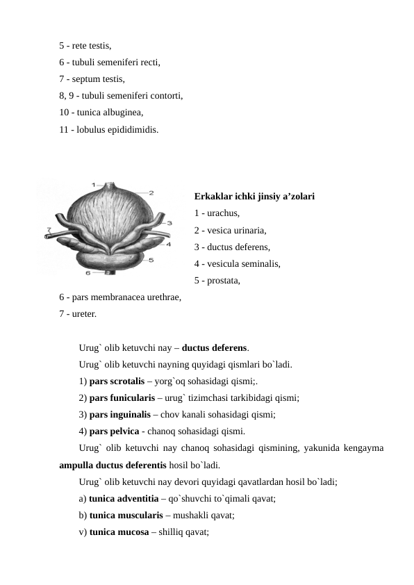 5 - rete testis, 
6 - tubuli semeniferi recti, 
7 - septum testis, 
8, 9 - tubuli semeniferi contorti, 
10 - tunica albuginea, 
11 - lobulus epididimidis. 
Erkaklar ichki jinsiy a’zolari
1 - urachus, 
2 - vesica urinaria, 
3 - ductus deferens, 
4 - vesicula seminalis, 
5 - prostata, 
6 - pars membranacea urethrae, 
7 - ureter. 
Urug` olib ketuvchi nay – ductus deferens. 
Urug` olib ketuvchi nayning quyidagi qismlari bo`ladi.
1) pars scrotalis – yorg`oq sohasidagi qismi;.
2) pars funicularis – urug` tizimchasi tarkibidagi qismi;   
3) pars inguinalis – chov kanali sohasidagi qismi;
4) pars pelvica - chanoq sohasidagi qismi.
Urug` olib ketuvchi nay chanoq sohasidagi qismining, yakunida kengayma
ampulla ductus deferentis hosil bo`ladi.
Urug` olib ketuvchi nay devori quyidagi qavatlardan hosil bo`ladi;
a) tunica adventitia – qo`shuvchi to`qimali qavat; 
b) tunica muscularis – mushakli qavat; 
v) tunica mucosa – shilliq qavat;
