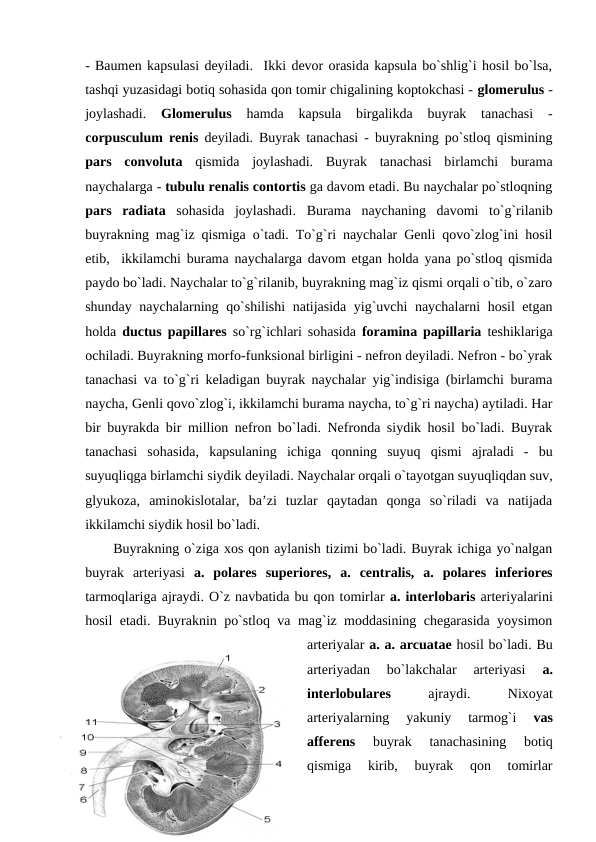 - Baumen kapsulasi deyiladi.  Ikki devor orasida kapsula bo`shlig`i hosil bo`lsa,
tashqi yuzasidagi botiq sohasida qon tomir chigalining koptokchasi - glomerulus -
joylashadi.
 Glomerulus
 hamda  kapsula  birgalikda  buyrak  tanachasi  -
corpusculum renis deyiladi. Buyrak tanachasi - buyrakning po`stloq qismining
pars  convoluta qismida  joylashadi.  Buyrak  tanachasi  birlamchi  burama
naychalarga - tubulu renalis contortis ga davom etadi. Bu naychalar po`stloqning
pars  radiata  sohasida  joylashadi.  Burama  naychaning  davomi  to`g`rilanib
buyrakning mag`iz qismiga o`tadi. To`g`ri naychalar Genli qovo`zlog`ini hosil
etib,  ikkilamchi burama naychalarga davom etgan holda yana po`stloq qismida
paydo bo`ladi. Naychalar to`g`rilanib, buyrakning mag`iz qismi orqali o`tib, o`zaro
shunday naychalarning qo`shilishi  natijasida yig`uvchi naychalarni hosil etgan
holda  ductus papillares so`rg`ichlari sohasida foramina papillaria teshiklariga
ochiladi. Buyrakning morfo-funksional birligini - nefron deyiladi. Nefron - bo`yrak
tanachasi va to`g`ri keladigan buyrak naychalar yig`indisiga (birlamchi burama
naycha, Genli qovo`zlog`i, ikkilamchi burama naycha, to`g`ri naycha) aytiladi. Har
bir buyrakda bir million nefron bo`ladi. Nefronda siydik hosil bo`ladi. Buyrak
tanachasi  sohasida,  kapsulaning  ichiga  qonning  suyuq  qismi  ajraladi  -  bu
suyuqliqga birlamchi siydik deyiladi. Naychalar orqali o`tayotgan suyuqliqdan suv,
glyukoza,  aminokislotalar,  ba’zi  tuzlar  qaytadan  qonga  so`riladi  va  natijada
ikkilamchi siydik hosil bo`ladi. 
Buyrakning o`ziga xos qon aylanish tizimi bo`ladi. Buyrak ichiga yo`nalgan
buyrak  arteriyasi  a.  polares  superiores,  a.  centralis,  a.  polares  inferiores
tarmoqlariga ajraydi. O`z navbatida bu qon tomirlar a. interlobaris arteriyalarini
hosil etadi. Buyraknin po`stloq va mag`iz moddasining chegarasida yoysimon
arteriyalar a. a. arcuatae hosil bo`ladi. Bu
arteriyadan  bo`lakchalar  arteriyasi
 a.
interlobulares 
ajraydi.
 
Nixoyat
arteriyalarning  yakuniy  tarmog`i
 vas
afferens 
buyrak  tanachasining  botiq
qismiga  kirib,  buyrak  qon  tomirlar
