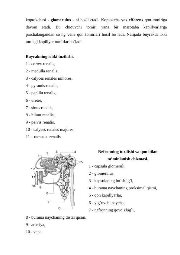 koptokchasi - glomerulus - ni hosil etadi. Koptokcha vas efferens qon tomiriga
davom  etadi.  Bu  chiquvchi  tomiri  yana  bir  marotaba  kapillyarlarga
parchalangandan so`ng vena qon tomirlari hosil bo`ladi. Natijada buyrakda ikki
turdagi kapillyar tomirlar bo`ladi.
Buyrakning ichki tuzilishi. 
1 - cortex renalis, 
2 - medulla renalis,  
3 - calyces renales minores, 
4 - pyramis renalis,  
5 - papilla renalis,  
6 - ureter,  
7 - sinus renalis, 
8 - hilum renalis,  
9 - pelvis renalis,  
10 - calyces renales majores, 
11 – ramus a. renalis.
Nefronning tuzilishi va qon bilan
ta’minlanish chizmasi.
1 - capsula glomeruli, 
2 - glomerulus, 
3 - kapsulaning bo`shlig`i, 
4 - burama naychaning proksimal qismi,  
5 - qon kapillyarlar, 
6 - yig`uvchi naycha,  
7 - nefronning qovo`zlog`i, 
8 - burama naychaning distal qismi,  
9 - arteriya,  
10 - vena,  
