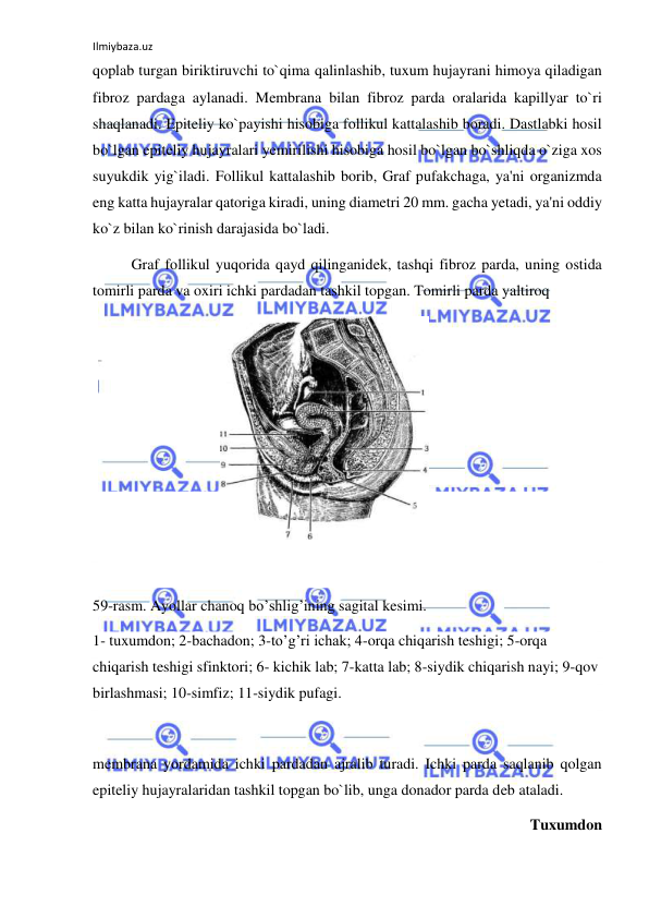 Ilmiybaza.uz 
 
qoplab turgan biriktiruvchi to`qima qalinlashib, tuxum hujayrani himoya qiladigan 
fibroz pardaga aylanadi. Membrana bilan fibroz parda oralarida kapillyar to`ri 
shaqlanadi. Epiteliy ko`payishi hisobiga follikul kattalashib boradi. Dastlabki hosil 
bo`lgan epiteliy hujayralari yemirilishi hisobiga hosil bo`lgan bo`shliqda o`ziga xos 
suyukdik yig`iladi. Follikul kattalashib borib, Graf pufakchaga, ya'ni organizmda 
eng katta hujayralar qatoriga kiradi, uning diametri 20 mm. gacha yetadi, ya'ni oddiy 
ko`z bilan ko`rinish darajasida bo`ladi. 
 
Graf follikul yuqorida qayd qilinganidek, tashqi fibroz parda, uning ostida 
tomirli parda va oxiri ichki pardadan tashkil topgan. Tomirli parda yaltiroq  
 
 
 
 
 
 
 
 
 
59-rasm. Ayollar chanoq bo’shlig’ining sagital kesimi.  
1- tuxumdon; 2-bachadon; 3-to’g’ri ichak; 4-orqa chiqarish teshigi; 5-orqa 
chiqarish teshigi sfinktori; 6- kichik lab; 7-katta lab; 8-siydik chiqarish nayi; 9-qov 
birlashmasi; 10-simfiz; 11-siydik pufagi. 
 
membrana yordamida ichki pardadan ajralib turadi. Ichki parda saqlanib qolgan 
epiteliy hujayralaridan tashkil topgan bo`lib, unga donador parda deb ataladi. 
Tuxumdon 
