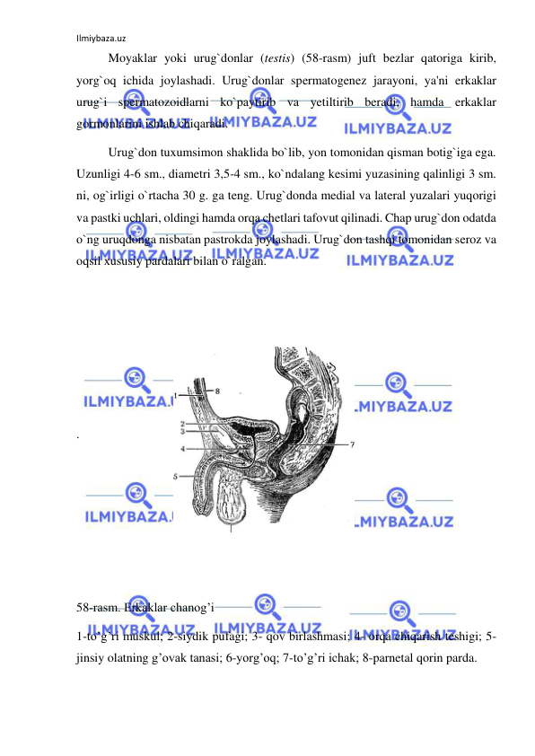 Ilmiybaza.uz 
 
 
Moyaklar yoki urug`donlar (testis) (58-rasm) juft bezlar qatoriga kirib, 
yorg`oq ichida joylashadi. Urug`donlar spermatogenez jarayoni, ya'ni erkaklar 
urug`i spermatozoidlarni ko`paytirib va yetiltirib beradi, hamda erkaklar 
gormonlarini ishlab chiqaradi. 
 
Urug`don tuxumsimon shaklida bo`lib, yon tomonidan qisman botig`iga ega. 
Uzunligi 4-6 sm., diametri 3,5-4 sm., ko`ndalang kesimi yuzasining qalinligi 3 sm. 
ni, og`irligi o`rtacha 30 g. ga teng. Urug`donda medial va lateral yuzalari yuqorigi 
va pastki uchlari, oldingi hamda orqa chetlari tafovut qilinadi. Chap urug`don odatda 
o`ng uruqdonga nisbatan pastrokda joylashadi. Urug`don tashqi tomonidan seroz va 
oqsil xususiy pardalari bilan o`ralgan. 
 
 
 
 
 
. 
 
 
 
 
  
58-rasm. Erkaklar chanog’i  
1-to’g’ri muskul; 2-siydik pufagi; 3- qov birlashmasi; 4- orqa chiqarish teshigi; 5- 
jinsiy olatning g’ovak tanasi; 6-yorg’oq; 7-to’g’ri ichak; 8-parnetal qorin parda. 
