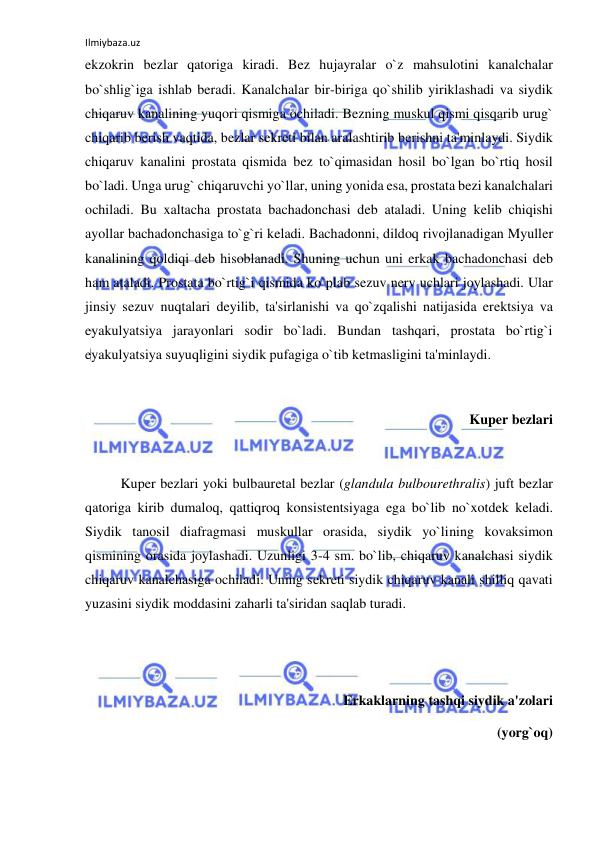 Ilmiybaza.uz 
 
ekzokrin bezlar qatoriga kiradi. Bez hujayralar o`z mahsulotini kanalchalar 
bo`shlig`iga ishlab beradi. Kanalchalar bir-biriga qo`shilib yiriklashadi va siydik 
chiqaruv kanalining yuqori qismiga ochiladi. Bezning muskul qismi qisqarib urug` 
chiqarib berish vaqtida, bezlar sekreti bilan aralashtirib berishni ta'minlaydi. Siydik 
chiqaruv kanalini prostata qismida bez to`qimasidan hosil bo`lgan bo`rtiq hosil 
bo`ladi. Unga urug` chiqaruvchi yo`llar, uning yonida esa, prostata bezi kanalchalari 
ochiladi. Bu xaltacha prostata bachadonchasi deb ataladi. Uning kelib chiqishi 
ayollar bachadonchasiga to`g`ri keladi. Bachadonni, dildoq rivojlanadigan Myuller 
kanalining qoldiqi deb hisoblanadi. Shuning uchun uni erkak bachadonchasi deb 
ham ataladi. Prostata bo`rtig`i qismida ko`plab sezuv nerv uchlari joylashadi. Ular 
jinsiy sezuv nuqtalari deyilib, ta'sirlanishi va qo`zqalishi natijasida erektsiya va 
eyakulyatsiya jarayonlari sodir bo`ladi. Bundan tashqari, prostata bo`rtig`i 
eyakulyatsiya suyuqligini siydik pufagiga o`tib ketmasligini ta'minlaydi. 
 
Kuper bezlari 
 
 
Kuper bezlari yoki bulbauretal bezlar (glandula bulbourethralis) juft bezlar 
qatoriga kirib dumaloq, qattiqroq konsistentsiyaga ega bo`lib no`xotdek keladi. 
Siydik tanosil diafragmasi muskullar orasida, siydik yo`lining kovaksimon 
qismining orasida joylashadi. Uzunligi 3-4 sm. bo`lib, chiqaruv kanalchasi siydik 
chiqaruv kanalchasiga ochiladi. Uning sekreti siydik chiqaruv kanali shilliq qavati 
yuzasini siydik moddasini zaharli ta'siridan saqlab turadi. 
 
 
Erkaklarning tashqi siydik a'zolari 
(yorg`oq) 
 
