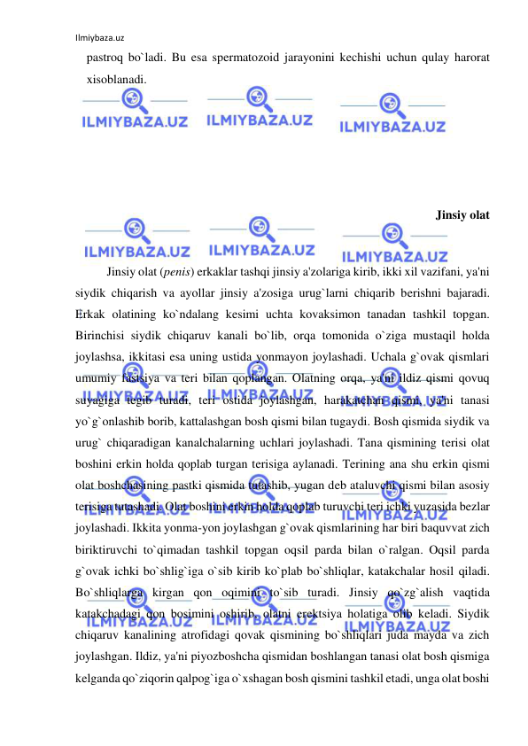 Ilmiybaza.uz 
 
pastroq bo`ladi. Bu esa spermatozoid jarayonini kechishi uchun qulay harorat 
xisoblanadi. 
 
 
 
 
Jinsiy olat 
 
 
Jinsiy olat (penis) erkaklar tashqi jinsiy a'zolariga kirib, ikki xil vazifani, ya'ni 
siydik chiqarish va ayollar jinsiy a'zosiga urug`larni chiqarib berishni bajaradi. 
Erkak olatining ko`ndalang kesimi uchta kovaksimon tanadan tashkil topgan. 
Birinchisi siydik chiqaruv kanali bo`lib, orqa tomonida o`ziga mustaqil holda 
joylashsa, ikkitasi esa uning ustida yonmayon joylashadi. Uchala g`ovak qismlari 
umumiy fastsiya va teri bilan qoplangan. Olatning orqa, ya'ni ildiz qismi qovuq 
suyagiga tegib turadi, teri ostida joylashgan, harakatchan qismi, ya'ni tanasi 
yo`g`onlashib borib, kattalashgan bosh qismi bilan tugaydi. Bosh qismida siydik va 
urug` chiqaradigan kanalchalarning uchlari joylashadi. Tana qismining terisi olat 
boshini erkin holda qoplab turgan terisiga aylanadi. Terining ana shu erkin qismi 
olat boshchasining pastki qismida tutashib, yugan deb ataluvchi qismi bilan asosiy 
terisiga tutashadi. Olat boshini erkin holda qoplab turuvchi teri ichki yuzasida bezlar 
joylashadi. Ikkita yonma-yon joylashgan g`ovak qismlarining har biri baquvvat zich 
biriktiruvchi to`qimadan tashkil topgan oqsil parda bilan o`ralgan. Oqsil parda 
g`ovak ichki bo`shlig`iga o`sib kirib ko`plab bo`shliqlar, katakchalar hosil qiladi. 
Bo`shliqlarga kirgan qon oqimini to`sib turadi. Jinsiy qo`zg`alish vaqtida 
katakchadagi qon bosimini oshirib, olatni erektsiya holatiga olib keladi. Siydik 
chiqaruv kanalining atrofidagi qovak qismining bo`shliqlari juda mayda va zich 
joylashgan. Ildiz, ya'ni piyozboshcha qismidan boshlangan tanasi olat bosh qismiga 
kelganda qo`ziqorin qalpog`iga o`xshagan bosh qismini tashkil etadi, unga olat boshi 
