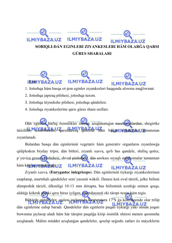  
 
 
 
 
 
SOBIQLI-DÁN EGINLERI ZIYANKESLERI HÁM OLARǴA QARSI 
GÚRES SHARALARI 
 
 
 
    Reje 
1. Jońıshqa hám basqa ot-jem eginler zıyankesleri haqqında ulıwma maǵlıwmat. 
2. Jońıshqa japıraq pilshesi, jońıshqa tuxım. 
3. Jońıshqa túynekshe pilshesi, jońıshqa qándelesi. 
4. Jońıshqa zıyankeslerine qarsı gúres shara usılları. 
 
Dán eginleri barlıq ósimilikler menen azıqlanatuǵın nasekomalardan, shegirtke 
tárizliler, temirshekler, qarsıldawıq qońızlar hám basqa zıyankesler tamanınan 
zıyanlanadı. 
Bulardan basqa dán eginleriniń vegetativ hám generativ organların zıyanlawǵa 
qáliplesken biyday tripsi, dán bitleri, zıyanlı xasva, qırlı bas qandele, shıllıq qońız, 
p`yavica gessen páshshesi, shved páshshesi, dán sovkası sıyaqlı nasekomalar tamannan 
hám kóplep zıyanlanadı. 
Zıyanlı xasva. (Eurygastec integriceps). Dán eginleriniń tiykarǵı zıyankeslerinen 
esaplanıp, murtshalı qándeleler sem`yasınıń wákili. Denesi keń oval tárizli, jelke bólimi 
dúmpeshik tárizli, úlkenligi 10-13 mm átirapta, bas bóliminiń uzınlıǵı eninen qısqa, 
aldıńǵı kókrek shetki qırsı biraz iyilgen, murtshasınıń eki tárepi tuwrı hám tegis. 
Báhárde qándeleler, qıslaw jaylarında temperatura 170S ǵa kóterilgende olar trilip 
dán eginlerine ushıp baradı. Qandeleler dán eginlerin paqalı tiykarǵı yaki onnan joqarı 
buwınına jaylasıp aladı hám hár tárepin paqalǵa kirip ósimlik shiresi menen qosımsha 
azıqlanadı. Málim múddet azıqlanǵan qandeleler, qosılıp urǵashı zatları óz máyeklerin 
