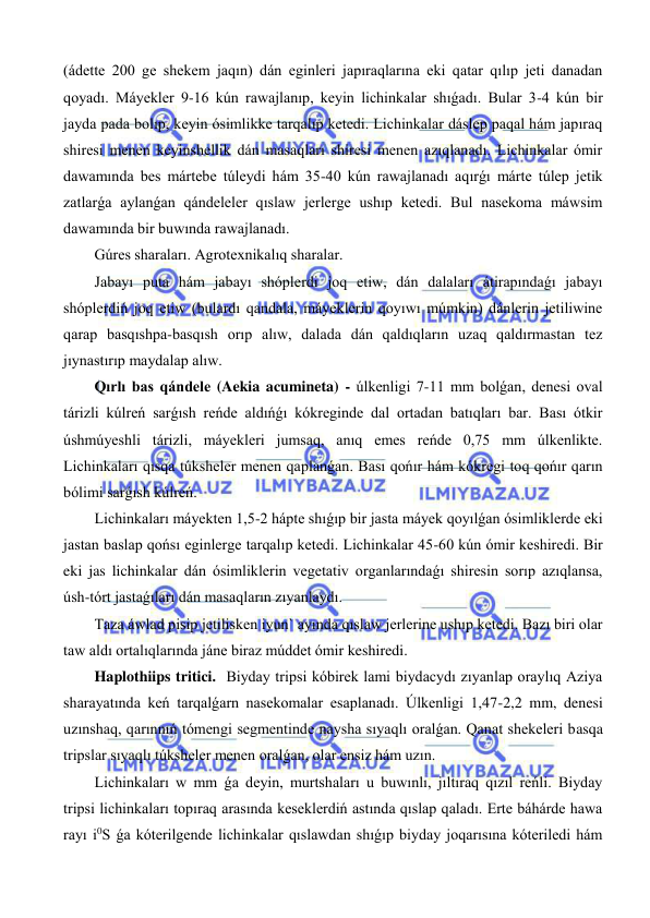  
 
(ádette 200 ge shekem jaqın) dán eginleri japıraqlarına eki qatar qılıp jeti danadan 
qoyadı. Máyekler 9-16 kún rawajlanıp, keyin lichinkalar shıǵadı. Bular 3-4 kún bir 
jayda pada bolıp, keyin ósimlikke tarqalıp ketedi. Lichinkalar dáslep paqal hám japıraq 
shiresi menen keyinshellik dán masaqları shiresi menen azıqlanadı. Lichinkalar ómir 
dawamında bes mártebe túleydi hám 35-40 kún rawajlanadı aqırǵı márte túlep jetik 
zatlarǵa aylanǵan qándeleler qıslaw jerlerge ushıp ketedi. Bul nasekoma máwsim 
dawamında bir buwında rawajlanadı. 
Gúres sharaları. Agrotexnikalıq sharalar. 
Jabayı puta hám jabayı shóplerdi joq etiw, dán dalaları átirapındaǵı jabayı 
shóplerdiń joq etiw (bulardı qandala, máyeklerin qoyıwı múmkin) dánlerin jetiliwine 
qarap basqıshpa-basqısh orıp alıw, dalada dán qaldıqların uzaq qaldırmastan tez 
jıynastırıp maydalap alıw. 
Qırlı bas qándele (Aekia acumineta) - úlkenligi 7-11 mm bolǵan, denesi oval 
tárizli kúlreń sarǵısh reńde aldıńǵı kókreginde dal ortadan batıqları bar. Bası ótkir 
úshmúyeshli tárizli, máyekleri jumsaq, anıq emes reńde 0,75 mm úlkenlikte. 
Lichinkaları qısqa túksheler menen qaplanǵan. Bası qońır hám kókregi toq qońır qarın 
bólimi sarǵısh kúlreń. 
Lichinkaları máyekten 1,5-2 hápte shıǵıp bir jasta máyek qoyılǵan ósimliklerde eki 
jastan baslap qońsı eginlerge tarqalıp ketedi. Lichinkalar 45-60 kún ómir keshiredi. Bir 
eki jas lichinkalar dán ósimliklerin vegetativ organlarındaǵı shiresin sorıp azıqlansa, 
úsh-tórt jastaǵıları dán masaqların zıyanlaydı. 
Taza áwlad pisip jetilisken iyun` ayında qıslaw jerlerine ushıp ketedi. Bazı biri olar 
taw aldı ortalıqlarında jáne biraz múddet ómir keshiredi. 
Haplothiips tritici.  Biyday tripsi kóbirek lami biydacydı zıyanlap oraylıq Aziya 
sharayatında keń tarqalǵarn nasekomalar esaplanadı. Úlkenligi 1,47-2,2 mm, denesi 
uzınshaq, qarınnıń tómengi segmentinde naysha sıyaqlı oralǵan. Qanat shekeleri basqa 
tripslar sıyaqlı túksheler menen oralǵan, olar ensiz hám uzın. 
Lichinkaları w mm ǵa deyin, murtshaları u buwınlı, jıltıraq qızıl reńli. Biyday 
tripsi lichinkaları topıraq arasında keseklerdiń astında qıslap qaladı. Erte báhárde hawa 
rayı i0S ǵa kóterilgende lichinkalar qıslawdan shıǵıp biyday joqarısına kóteriledi hám 
