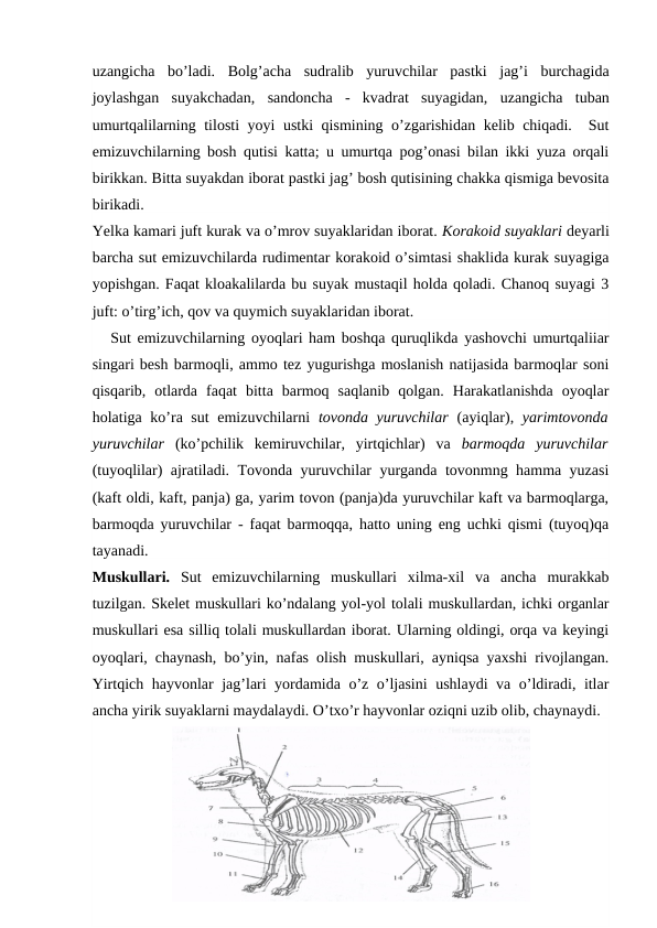 uzangicha  bo’ladi.  Bolg’acha  sudralib  yuruvchilar  pastki  jag’i  burchagida
joylashgan  suyakchadan,  sandoncha  -  kvadrat  suyagidan, uzangicha  tuban
umurtqalilarning tilosti yoyi ustki qismining o’zgarishidan kelib chiqadi.  Sut
emizuvchilarning bosh qutisi katta; u umurtqa pog’onasi bilan ikki yuza orqali
birikkan. Bitta suyakdan iborat pastki jag’ bosh qutisining chakka qismiga bevosita
birikadi.
Yelka kamari juft kurak va o’mrov suyaklaridan iborat. Korakoid suyaklari deyarli
barcha sut emizuvchilarda rudimentar korakoid o’simtasi shaklida kurak suyagiga
yopishgan. Faqat kloakalilarda bu suyak mustaqil holda qoladi. Chanoq suyagi 3
juft: o’tirg’ich, qov va quymich suyaklaridan iborat.
   Sut emizuvchilarning oyoqlari ham boshqa quruqlikda yashovchi umurtqaliiar
singari besh barmoqli, ammo tez yugurishga moslanish natijasida barmoqlar soni
qisqarib,  otlarda  faqat  bitta  barmoq  saqlanib  qolgan.  Harakatlanishda  oyoqlar
holatiga ko’ra sut  emizuvchilarni  tovonda yuruvchilar  (ayiqlar),  yarimtovonda
yuruvchilar  (ko’pchilik  kemiruvchilar,  yirtqichlar)  va  barmoqda  yuruvchilar
(tuyoqlilar) ajratiladi. Tovonda yuruvchilar yurganda tovonmng hamma yuzasi
(kaft oldi, kaft, panja) ga, yarim tovon (panja)da yuruvchilar kaft va barmoqlarga,
barmoqda yuruvchilar - faqat barmoqqa, hatto uning eng uchki qismi (tuyoq)qa
tayanadi.
Muskullari.  Sut  emizuvchilarning  muskullari  xilma-xil  va  ancha  murakkab
tuzilgan. Skelet muskullari ko’ndalang yol-yol tolali muskullardan, ichki organlar
muskullari esa silliq tolali muskullardan iborat. Ularning oldingi, orqa va keyingi
oyoqlari, chaynash, bo’yin, nafas olish muskullari, ayniqsa yaxshi rivojlangan.
Yirtqich hayvonlar jag’lari yordamida o’z o’ljasini  ushlaydi va o’ldiradi, itlar
ancha yirik suyaklarni maydalaydi. O’txo’r hayvonlar oziqni uzib olib, chaynaydi.
