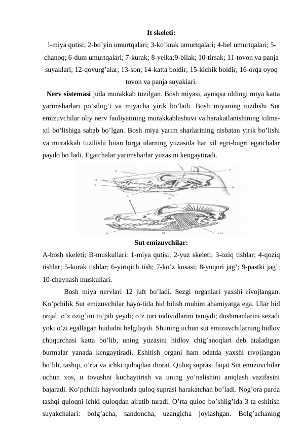 It skeleti:
 l-miya qutisi; 2-bo’yin umurtqalari; 3-ko’krak umurtqalari; 4-bel umurtqalari; 5-
chanoq; 6-dum umurtqalari; 7-kurak; 8-yelka;9-bilak; 10-tirsak; 11-tovon va panja
suyaklari; 12-qovurg’alar; 13-son; 14-katta boldir; 15-kichik boldir; 16-orqa oyoq
tovon va panja suyakiari.
  Nerv sistemasi juda murakkab tuzilgan. Bosh miyasi, ayniqsa oldingi miya katta
yarimsharlari po’stlog’i va miyacha yirik bo’ladi. Bosh miyaning tuzilishi Sut
emizuvchilar oliy nerv faoliyatining murakkablashuvi va harakatlanishining xilma-
xil bo’lishiga sabab bo’lgan. Bosh miya yarim sharlarining nisbatan yirik bo’lishi
va murakkab tuzilishi biian birga ularning yuzasida har xil egri-bugri egatchalar
paydo bo’ladi. Egatchalar yarimsharlar yuzasini kengaytiradi.
Sut emizuvchilar:
A-bosh skeleti; B-muskullari: 1-miya qutisi; 2-yuz skeleti; 3-oziq tishlar; 4-qoziq
tishlar; 5-kurak tishlar; 6-yirtqich tish; 7-ko’z kosasi; 8-yuqori jag’; 9-pastki jag’;
10-chaynash muskullari.
      Bosh miya nervlari 12 juft bo’ladi. Sezgi  organlari  yaxshi rivojlangan.
Ko’pchilik Sut emizuvchilar hayo-tida hid bilish muhim ahamiyatga ega. Ular hid
orqali o’z ozig’ini to’pib yeydi; o’z turi individlarini taniydi; dushmanlarini sezadi
yoki o’zi egallagan hududni belgilaydi. Shuning uchun sut emizuvchilarning hidlov
chuqurchasi  katta  bo’lib,  uning  yuzasini  hidlov  chig’anoqlari  deb  ataladigan
burmalar  yanada  kengaytiradi.  Eshitish  organi  ham  odatda  yaxshi  rivojlangan
bo’lib, tashqi, o’rta va ichki quloqdan iborat. Quloq suprasi faqat Sut emizuvchilar
uchun  xos,  u  tovushni  kuchaytirish  va  uning  yo’nalishini  aniqlash  vazifasini
bajaradi. Ko’pchilik hayvonlarda quloq suprasi harakatchan bo’ladi. Nog’ora parda
tashqi quloqni ichki quloqdan ajratib turadi. O’rta quloq bo’shlig’ida 3 ta eshitish
suyakchalari:  bolg’acha,  sandoncha,  uzangicha  joylashgan.  Bolg’achaning
