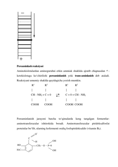  
Pereaminlash reaksiyasi 
Aminokislotalardan aminoguruhni erkin ammiak shaklida ajratib chiqmasdan  -
ketokislotaga ko‘chirilishi pereaminlanish yoki trans-aminlanish deb ataladi. 
Reaksiyani umumiy shaklda quyidagicha yozish mumkin. 
 R1               R2                          R1          R2 
 |                   |                             |             | 
CH - NH2 + C = 0                     C = 0 + CH - NH2 
 |                   |                             |             | 
COOH        COOH                   COOH  COOH 
 
 
Pereaminlanish jarayoni barcha to‘qimalarda keng tarqalgan fermentlar-
aminotransferazalar ishtirokida boradi. Aminotransferazalar piridoksalfosfat 
proteinlar bo‘lib, ularning kofermenti oraliq fosfopiridoksaldir (vitamin B6). 
 
O
C
HO
H
H3C
CH2
P=0
OH
O
-    -    
OH
-    
