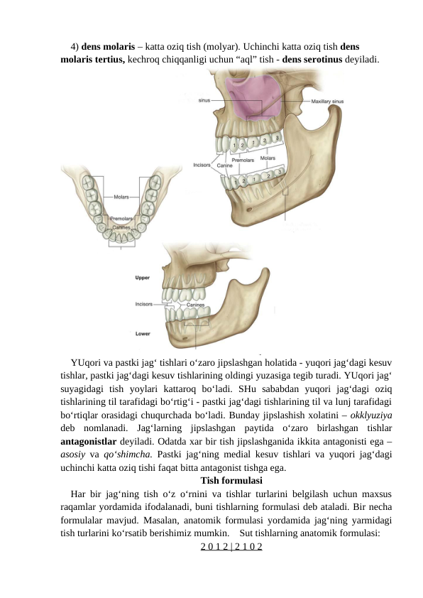4) dens molaris – katta oziq tish (molyar). Uchinchi katta oziq tish dens 
molaris tertius, kechroq chiqqanligi uchun “aql” tish - dens serotinus deyiladi.
YUqori va pastki jag‘ tishlari o‘zaro jipslashgan holatida - yuqori jag‘dagi kesuv
tishlar, pastki jag‘dagi kesuv tishlarining oldingi yuzasiga tegib turadi. YUqori jag‘
suyagidagi  tish  yoylari  kattaroq  bo‘ladi.  SHu  sababdan  yuqori  jag‘dagi  oziq
tishlarining til tarafidagi bo‘rtig‘i - pastki jag‘dagi tishlarining til va lunj tarafidagi
bo‘rtiqlar orasidagi chuqurchada bo‘ladi. Bunday jipslashish xolatini – okklyuziya
deb  nomlanadi.  Jag‘larning  jipslashgan  paytida  o‘zaro  birlashgan  tishlar
antagonistlar deyiladi. Odatda xar bir tish jipslashganida ikkita antagonisti ega –
asosiy va  qo‘shimcha. Pastki jag‘ning medial kesuv tishlari va yuqori jag‘dagi
uchinchi katta oziq tishi faqat bitta antagonist tishga ega. 
Tish formulasi
Har bir jag‘ning tish o‘z o‘rnini va tishlar turlarini belgilash uchun maxsus
raqamlar yordamida ifodalanadi, buni tishlarning formulasi deb ataladi. Bir necha
formulalar mavjud. Masalan, anatomik formulasi yordamida jag‘ning yarmidagi
tish turlarini ko‘rsatib berishimiz mumkin.    Sut tishlarning anatomik formulasi: 
2 0 1 2 | 2 1 0 2

