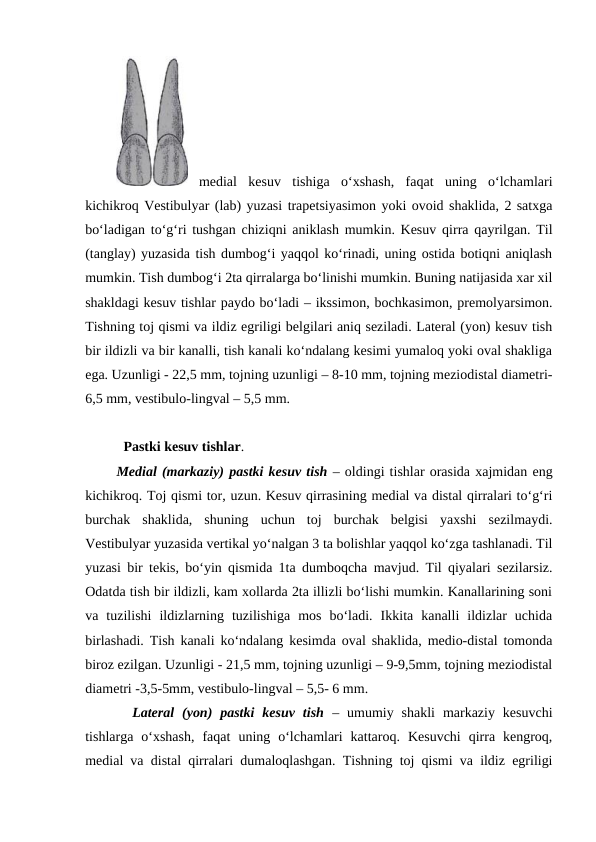 medial  kesuv  tishiga  o‘xshash,  faqat  uning  o‘lchamlari
kichikroq Vestibulyar (lab) yuzasi trapetsiyasimon yoki ovoid shaklida, 2 satxga
bo‘ladigan to‘g‘ri tushgan chiziqni aniklash mumkin. Kesuv qirra qayrilgan. Til
(tanglay) yuzasida tish dumbog‘i yaqqol ko‘rinadi, uning ostida botiqni aniqlash
mumkin. Tish dumbog‘i 2ta qirralarga bo‘linishi mumkin. Buning natijasida xar xil
shakldagi kesuv tishlar paydo bo‘ladi – ikssimon, bochkasimon, premolyarsimon.
Tishning toj qismi va ildiz egriligi belgilari aniq seziladi. Lateral (yon) kesuv tish
bir ildizli va bir kanalli, tish kanali ko‘ndalang kesimi yumaloq yoki oval shakliga
ega. Uzunligi - 22,5 mm, tojning uzunligi – 8-10 mm, tojning meziodistal diametri-
6,5 mm, vestibulo-lingval – 5,5 mm.   
  Pastki kesuv tishlar. 
Medial (markaziy) pastki kesuv tish – oldingi tishlar orasida xajmidan eng
kichikroq. Toj qismi tor, uzun. Kesuv qirrasining medial va distal qirralari to‘g‘ri
burchak  shaklida,  shuning  uchun  toj  burchak  belgisi  yaxshi  sezilmaydi.
Vestibulyar yuzasida vertikal yo‘nalgan 3 ta bolishlar yaqqol ko‘zga tashlanadi. Til
yuzasi bir tekis, bo‘yin qismida 1ta dumboqcha mavjud. Til qiyalari sezilarsiz.
Odatda tish bir ildizli, kam xollarda 2ta illizli bo‘lishi mumkin. Kanallarining soni
va  tuzilishi  ildizlarning  tuzilishiga  mos  bo‘ladi.  Ikkita  kanalli  ildizlar  uchida
birlashadi. Tish kanali ko‘ndalang kesimda oval shaklida, medio-distal tomonda
biroz ezilgan. Uzunligi - 21,5 mm, tojning uzunligi – 9-9,5mm, tojning meziodistal
diametri -3,5-5mm, vestibulo-lingval – 5,5- 6 mm. 
  Lateral  (yon)  pastki  kesuv  tish  –  umumiy  shakli  markaziy  kesuvchi
tishlarga  o‘xshash,  faqat  uning  o‘lchamlari  kattaroq.  Kesuvchi  qirra  kengroq,
medial va distal qirralari dumaloqlashgan. Tishning toj qismi va ildiz egriligi
