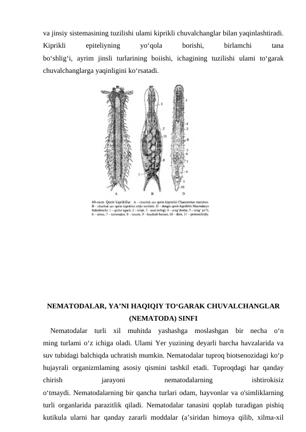 va jinsiy sistemasining tuzilishi ulami kiprikli chuvalchanglar bilan yaqinlashtiradi.
Kiprikli
 
epiteliyning
 
yo‘qola
 
borishi,
 
birlamchi
 
tana
bo‘shlig‘i,  ayrim  jinsli  turlarining  boiishi,  ichagining  tuzilishi  ulami  to‘garak
chuvalchanglarga yaqinligini ko‘rsatadi.
NEMATODALAR, YA’NI HAQIQIY TO‘GARAK CHUVALCHANGLAR
(NEMATODA) SINFI
Nematodalar  turli  xil  muhitda  yashashga  moslashgan  bir  necha  o‘n
ming turlami o‘z ichiga oladi. Ulami Yer yuzining deyarli barcha havzalarida va
suv tubidagi balchiqda uchratish mumkin. Nematodalar tuproq biotsenozidagi ko‘p
hujayrali organizmlaming asosiy qismini tashkil etadi. Tuproqdagi har qanday
chirish
 
jarayoni
 
nematodalarning
 
ishtirokisiz
o‘tmaydi. Nematodalarning bir qancha turlari odam, hayvonlar va o'simliklarning
turli organlarida parazitlik qiladi. Nematodalar tanasini qoplab turadigan pishiq
kutikula ularni har qanday zararli moddalar (a’siridan himoya qilib, xilma-xil
