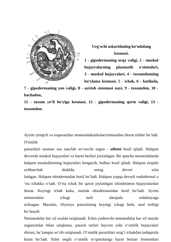 Urg'ochi askaridaning ko‘ndalang
kesmasi.
1 - gipodermaning orqa valigi, 2 - muskul
hujayralarning  plazmatik  o'simtalari,
3 - muskul hujayralari, 4 - tuxumdonning
bo‘ylama kesmasi, 5 - ichak, 6 - kutikula,
7 - gipodermaning yon valigi, 8 - ayirish sistemasi nayi, 9 - tuxumdon, 10 -
bachadon,
11 -  tuxum  yo‘li  bo'yiga  kesmasi,  12 -  gipodermaning  qorin  valigi, 13 -
tuxumdon.
Ayrim yirtqich va ooparazitlar stomasidakutikulao'simtasidan iborat tishlar bo‘ladi.
O'simlik
parazitlari stomasi esa sanchib so‘ruvchi organ -  stiletni  hosil qiladi. Halqum
devorida muskul hujayralari va hazm bezlari joylashgan. Bir qancha nematodalarda
halqum muskullarining hujayralari kengayib, bulhus hosil qiladi. Halqum tirqishi
uchburchak
 
shaklda,
 
uning
 
devori
 
xitia
lashgan. Halqum ektodermadan hosil bo‘ladi. Halqum yupqa devorli endodermal o
‘rta ichakka o‘tadi. O‘rta ichak bir qavat joylashgan silindrsimon hujayralardan
iborat.  Keyingi  ichak  kalta,  murtak  ektodermasidan  hosil  bo‘ladi.  Ayrim
nematodalar
 
ichagi
 
turli
 
darajada
 
reduksiyaga
uchragan.  Masalan,  filyariya  parazitining  keyingi  ichagi  berk,  anal  teshigi
bo’maydi.
Nematodalar har xil usulda oziqlanadi. Erkin yashovchi nematodalar har xil mayda
organizmlar  bilan  oziqlansa,  parazit  turlari  hayvon  yoki  o‘simlik  hujayralari
shirasi, ba’zanqon so‘rib oziqlanadi. O‘simlik parazitlari ozig‘i ichakdan tashqarida
hazm  bo‘ladi.  Stilet  orqali  o‘simlik  to‘qimalariga  hazm  bezlari  fermentlari
